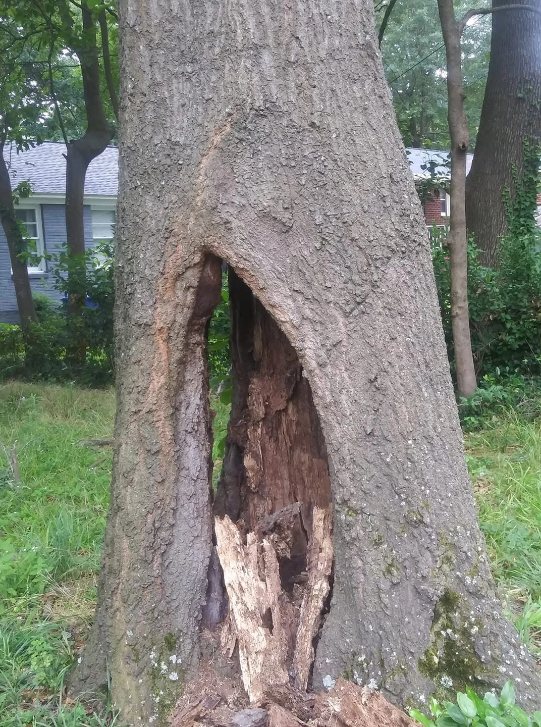 Hollow rotted trunk cavity hazard tree front yard cayce