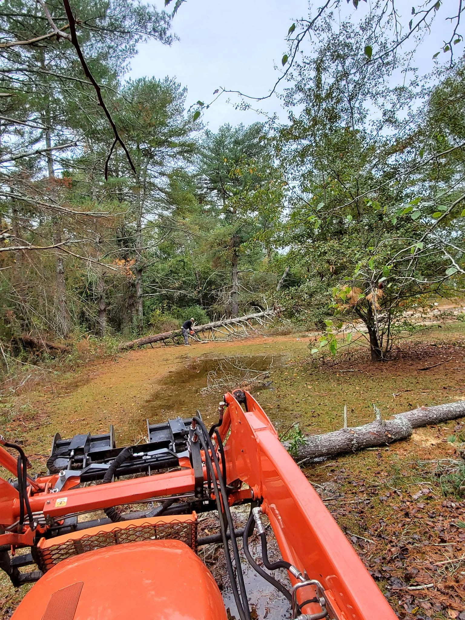 Kubota grapple operator view worker bucking felled pine wood