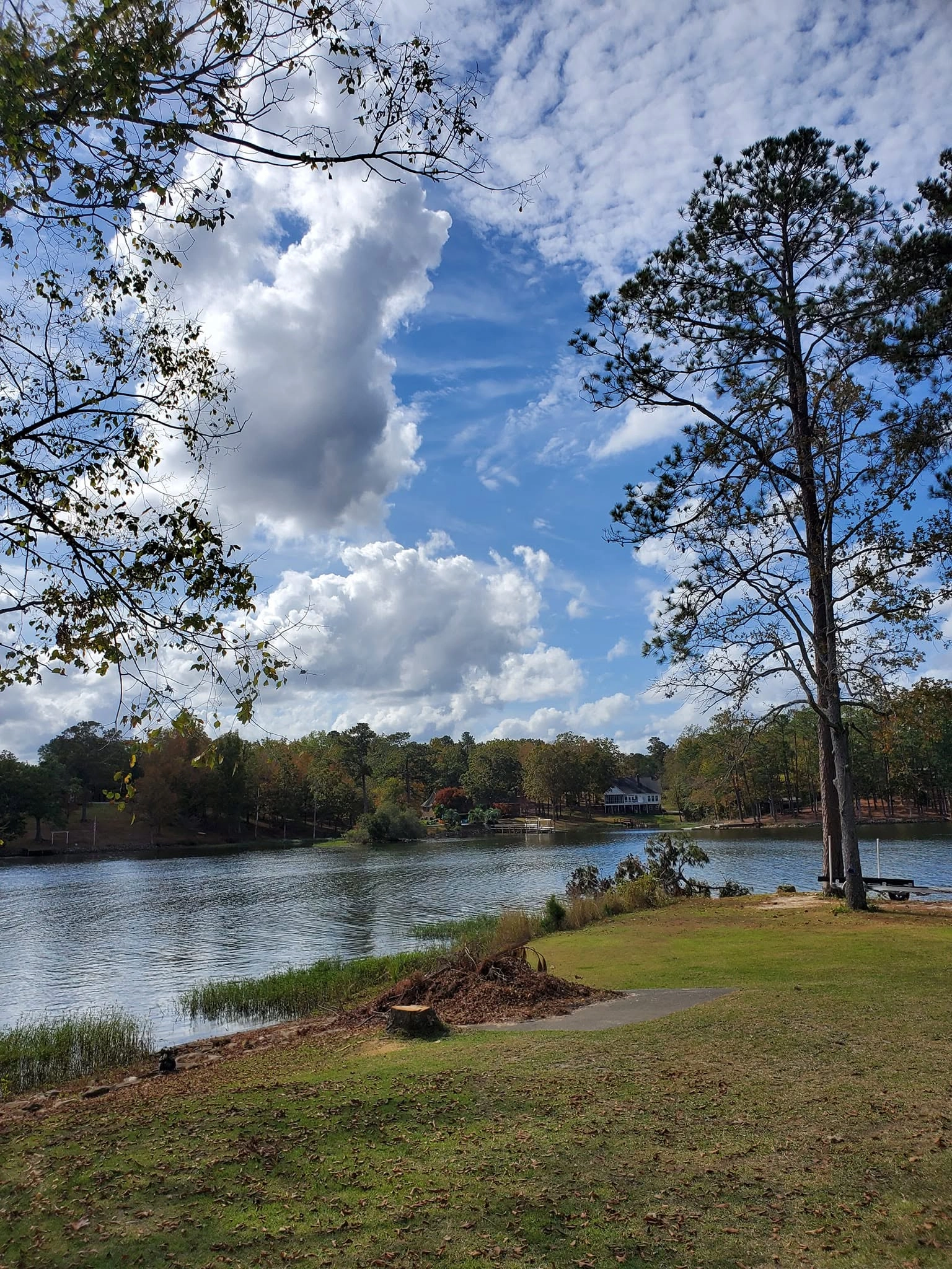 Lakefront lawn fresh stump mulch pile tall pine lake murray 