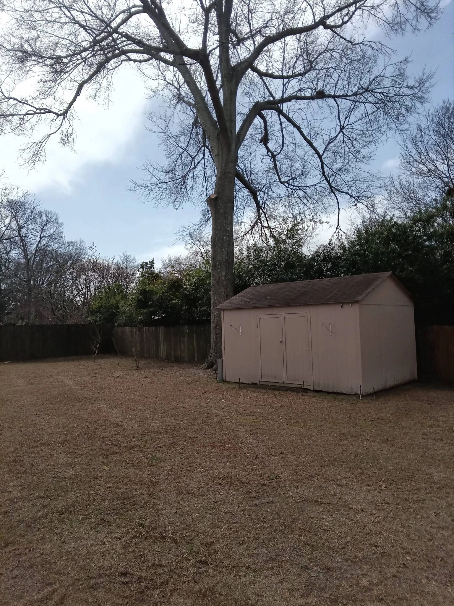 Large bare oak beside tan storage shed wood privacy fence ba