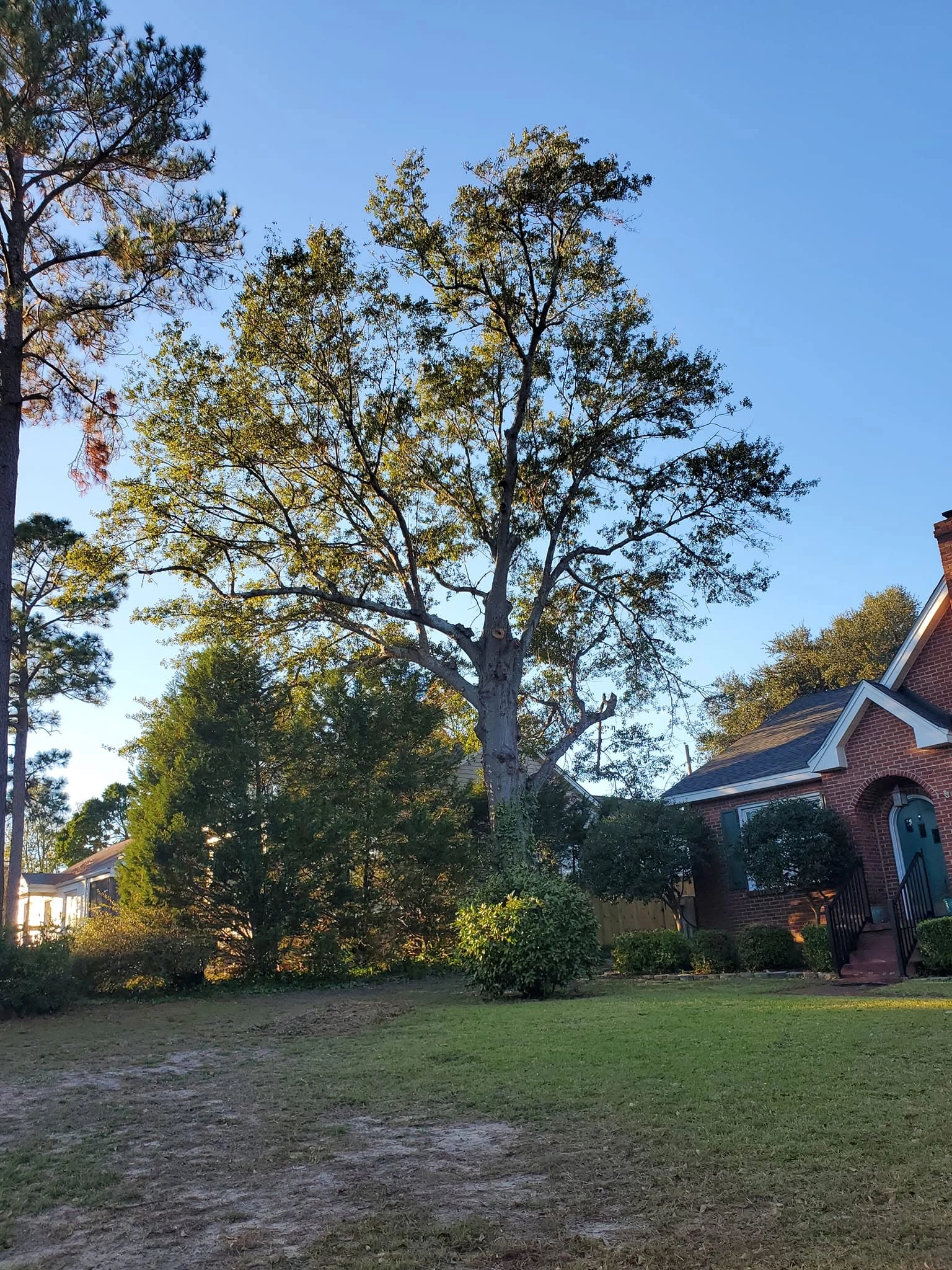 Large oak fresh limb cuts brick cottage green door cayce sc