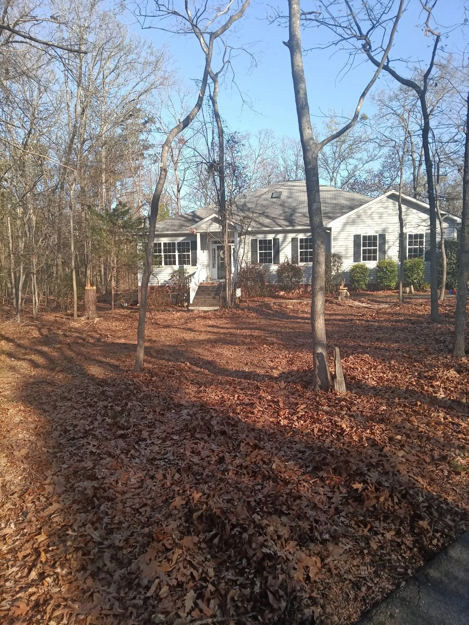 Leaf covered wooded lot gray vinyl house fresh stump cayce s