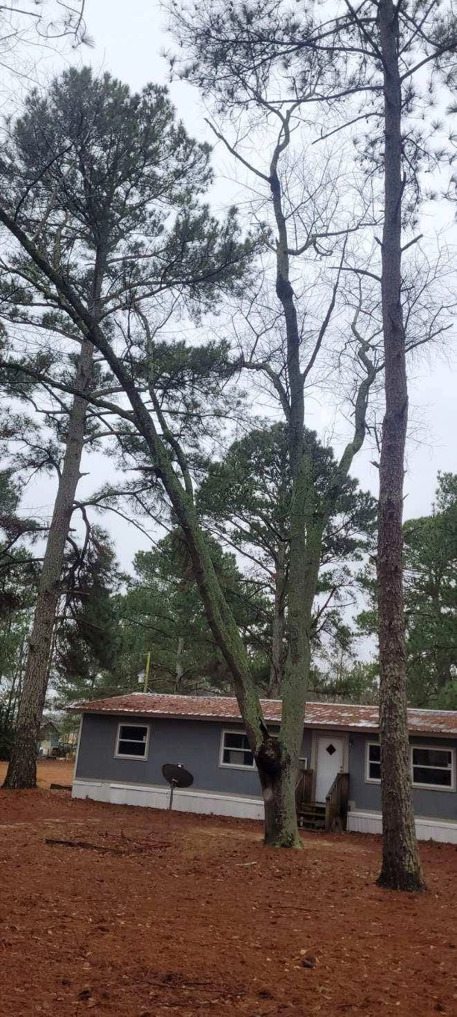 Leaning bare hardwood satellite dish gray mobile home cayce