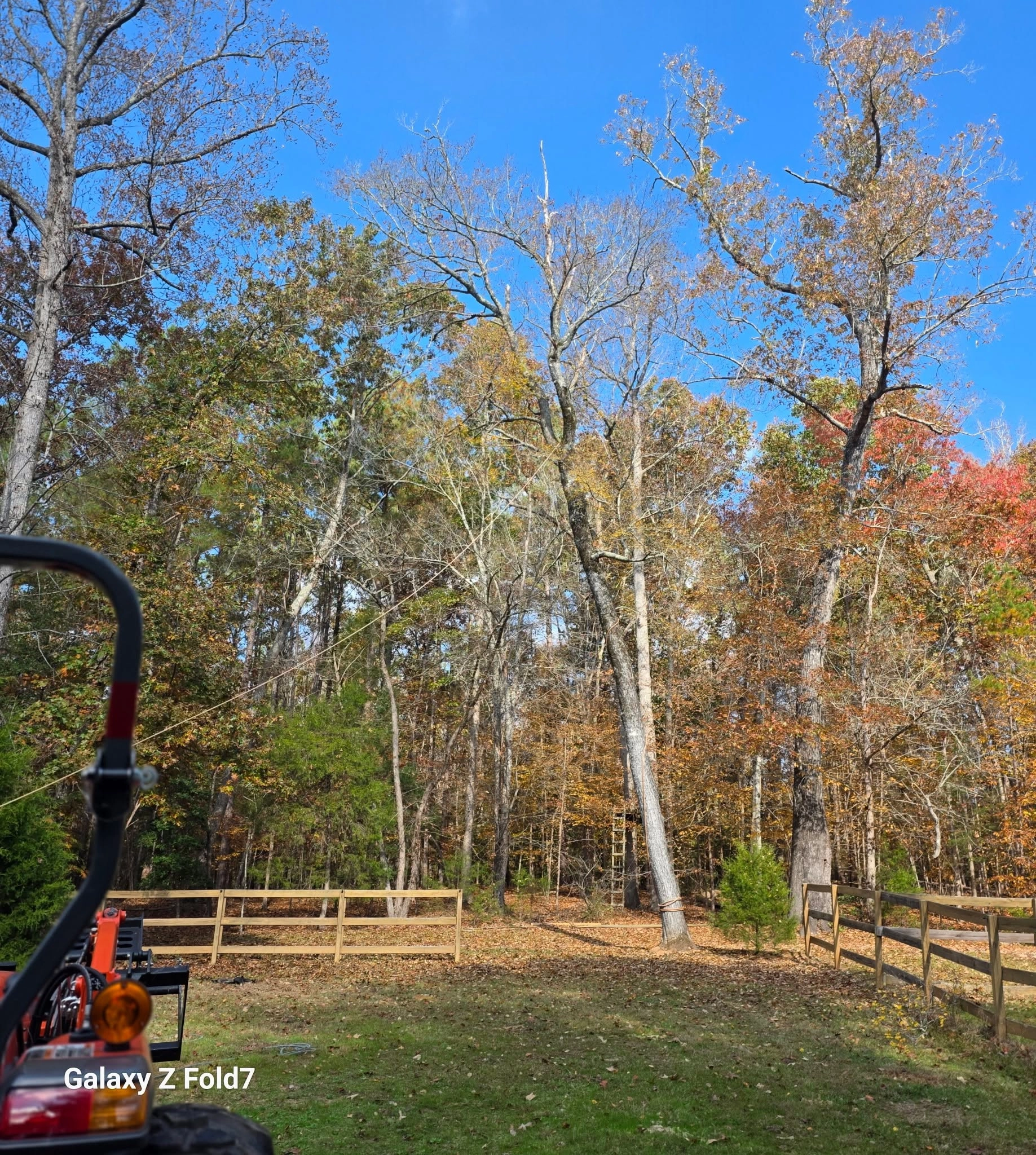 Leaning dead tree pull rope rail fence fall cayce