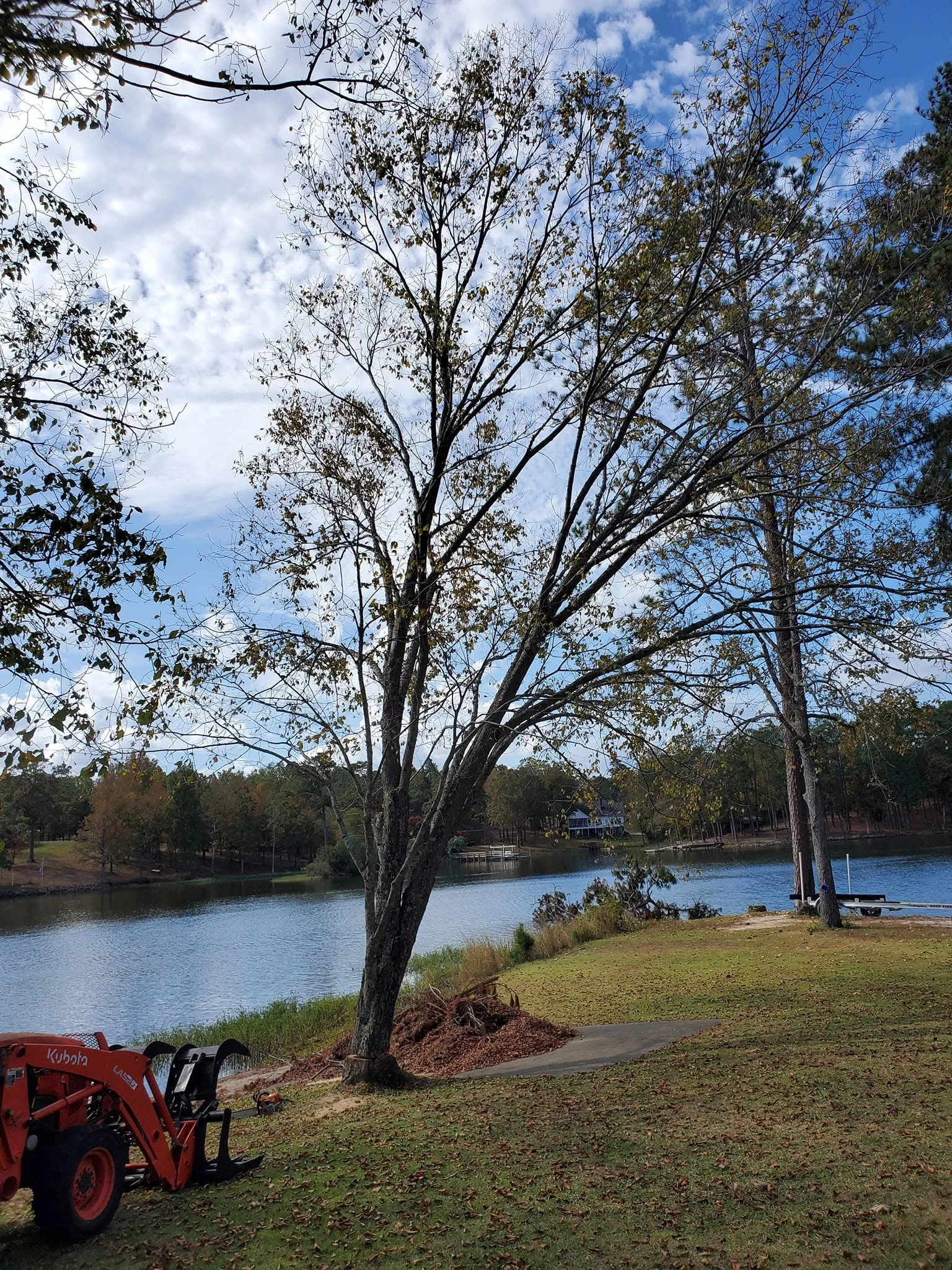 Leaning lakeshore hardwood exposed roots kubota tractor cayc