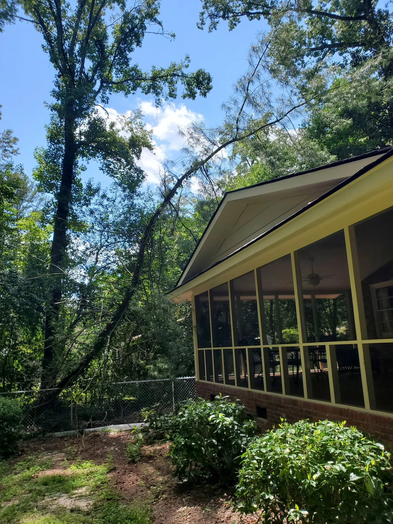 Leaning pine over yellow screened porch chain link fence cay