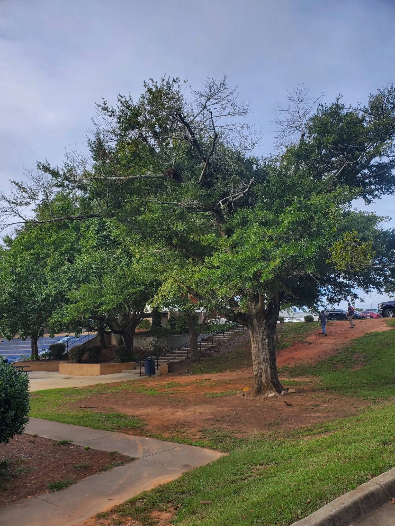 Live oak dead limbs school lawn red clay stadium bleachers c