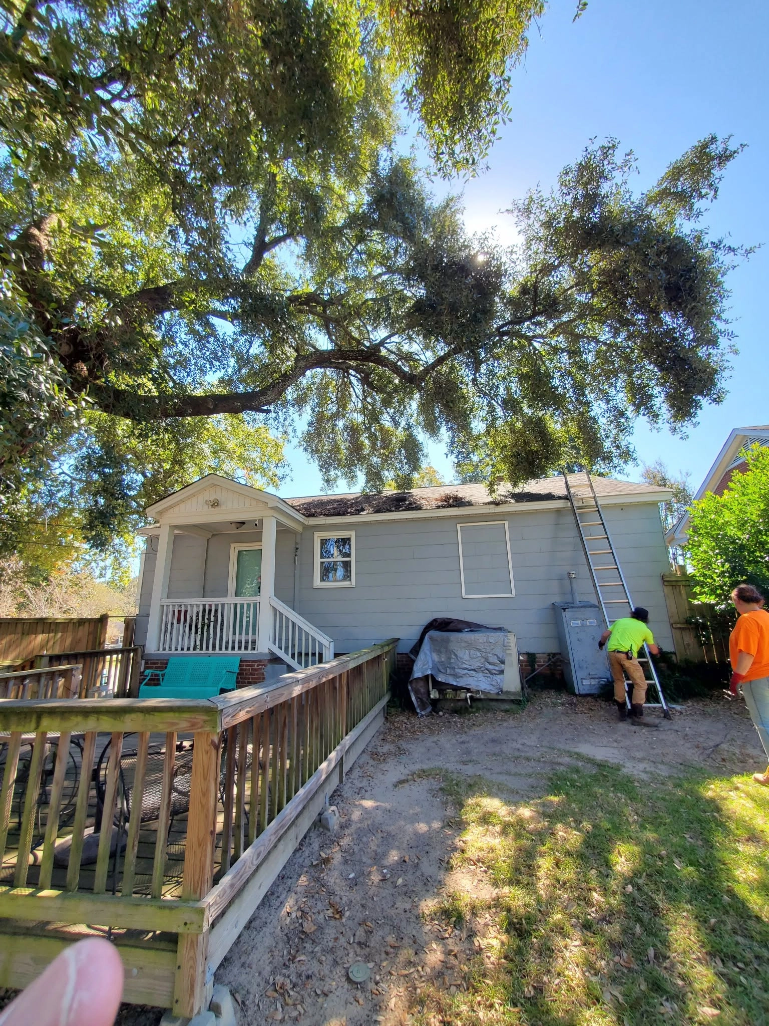 Live oak limbs over gray cottage roof extension ladder wood 