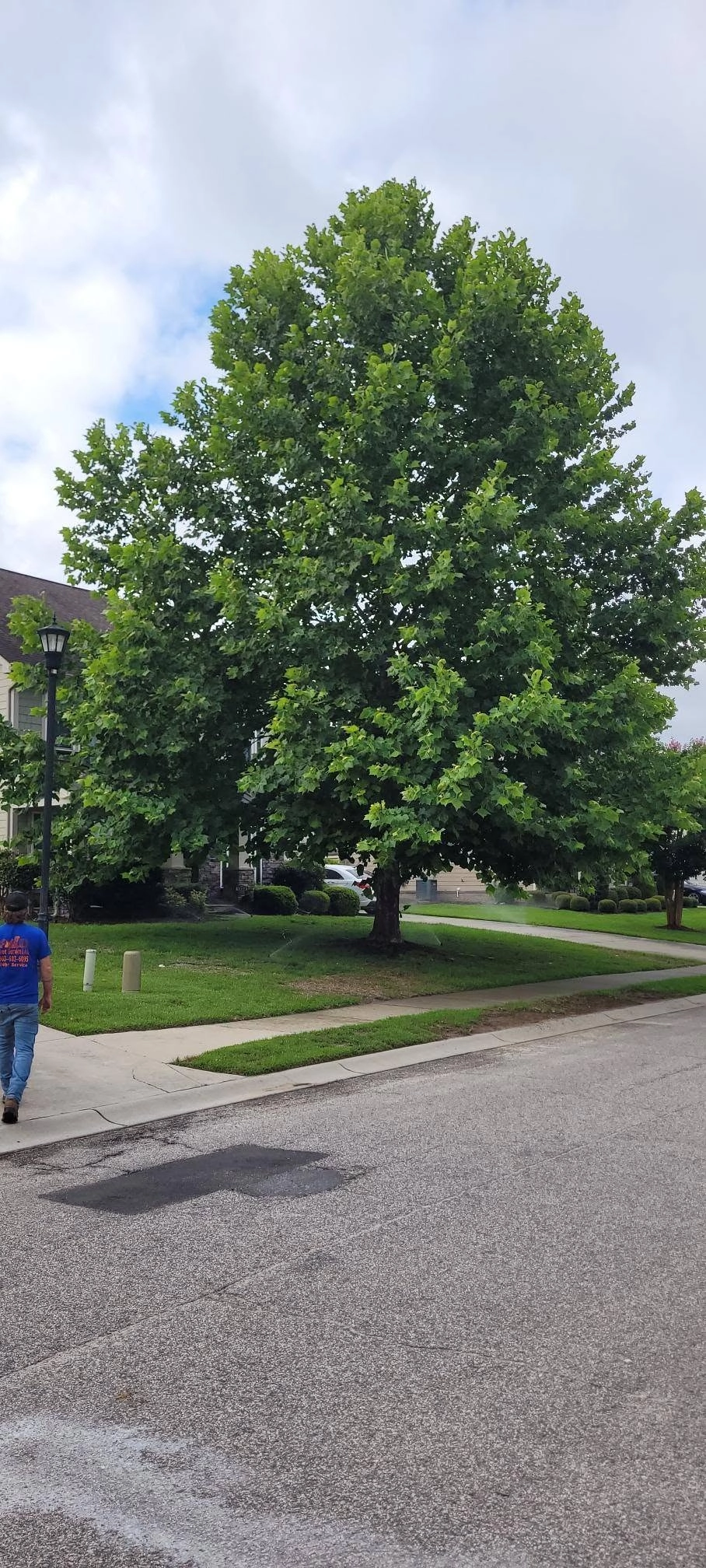 Mature sycamore corner lot sidewalk lamp post worker blue sh