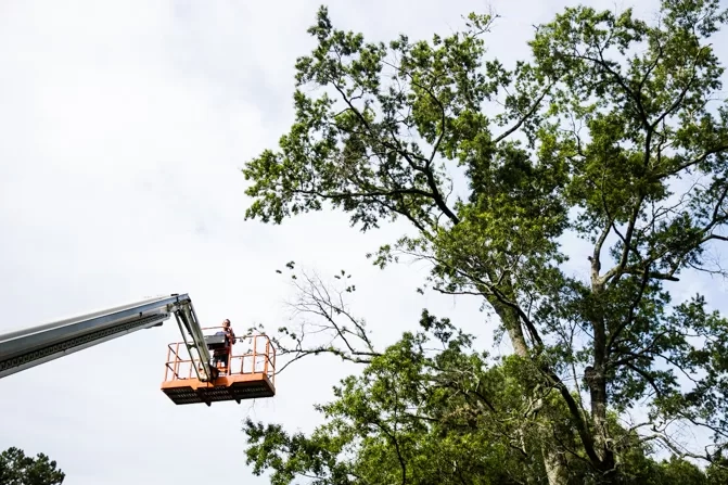 Orange basket boom lift worker trimming oak canopy cayce sc