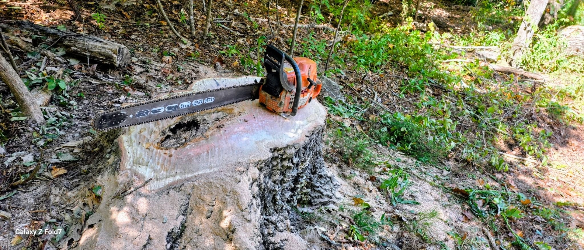Orange chainsaw fresh cut stump wooded lot cayce sc