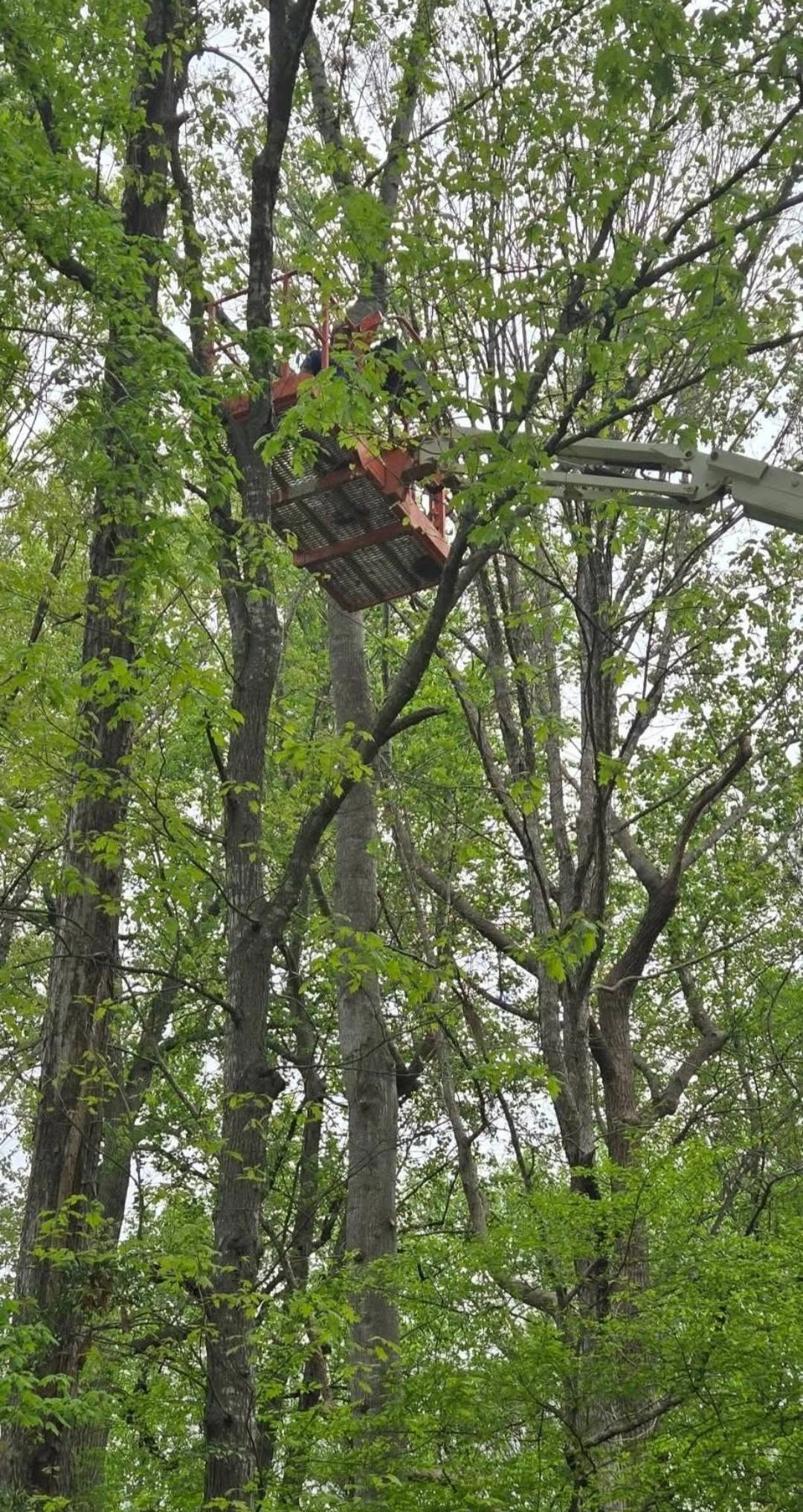 Orange lift bucket worker high in spring canopy hardwoods ca