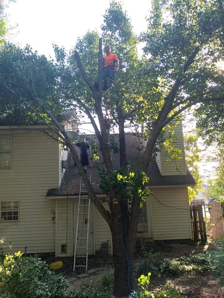 Orange shirt climber harness tree trunk worker on roof ladde