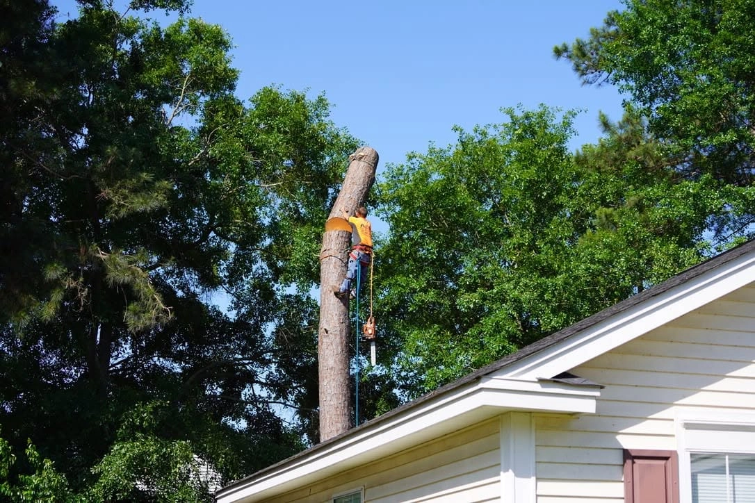 Orange shirt climber pine spar above roofline dangling chain