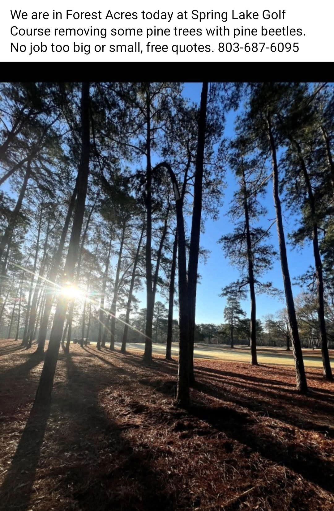 Pine stand sun flare golf course forest acres sc