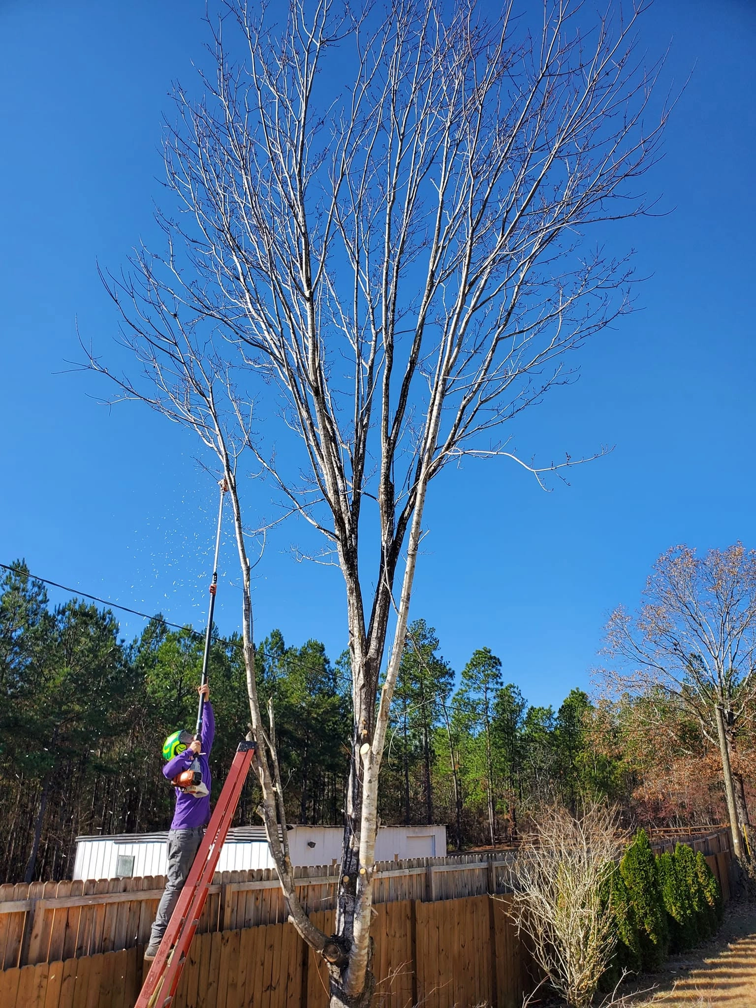 Pole saw pruning bare multi trunk tree ladder wood fence cay
