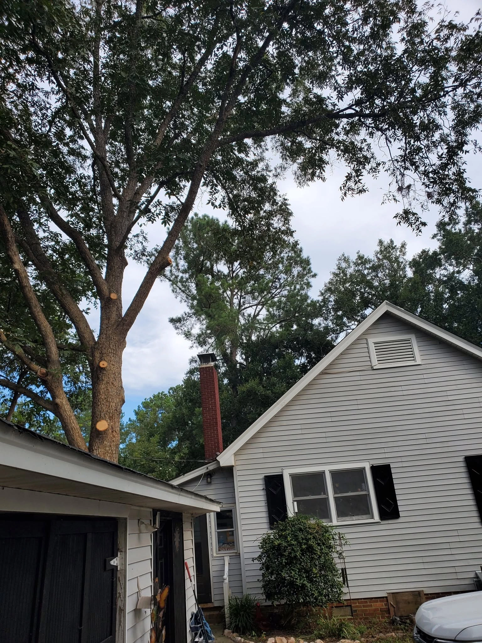 Pruned oak fresh limb cuts white cottage black shutters gara