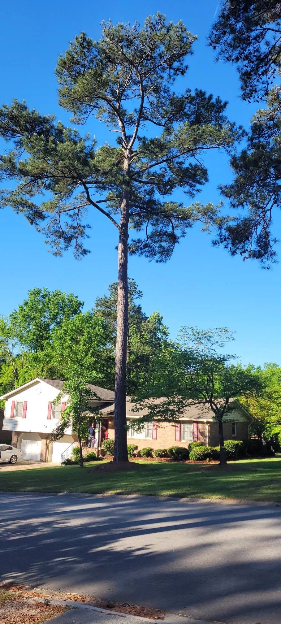 Red shutters split level tall pine sunny cayce