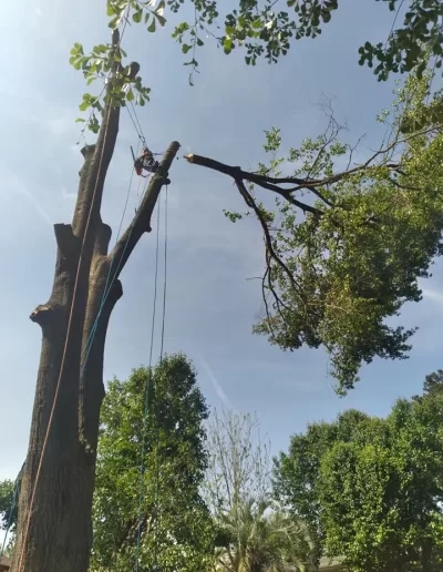 Rigged limb lowering tree removal west columbia