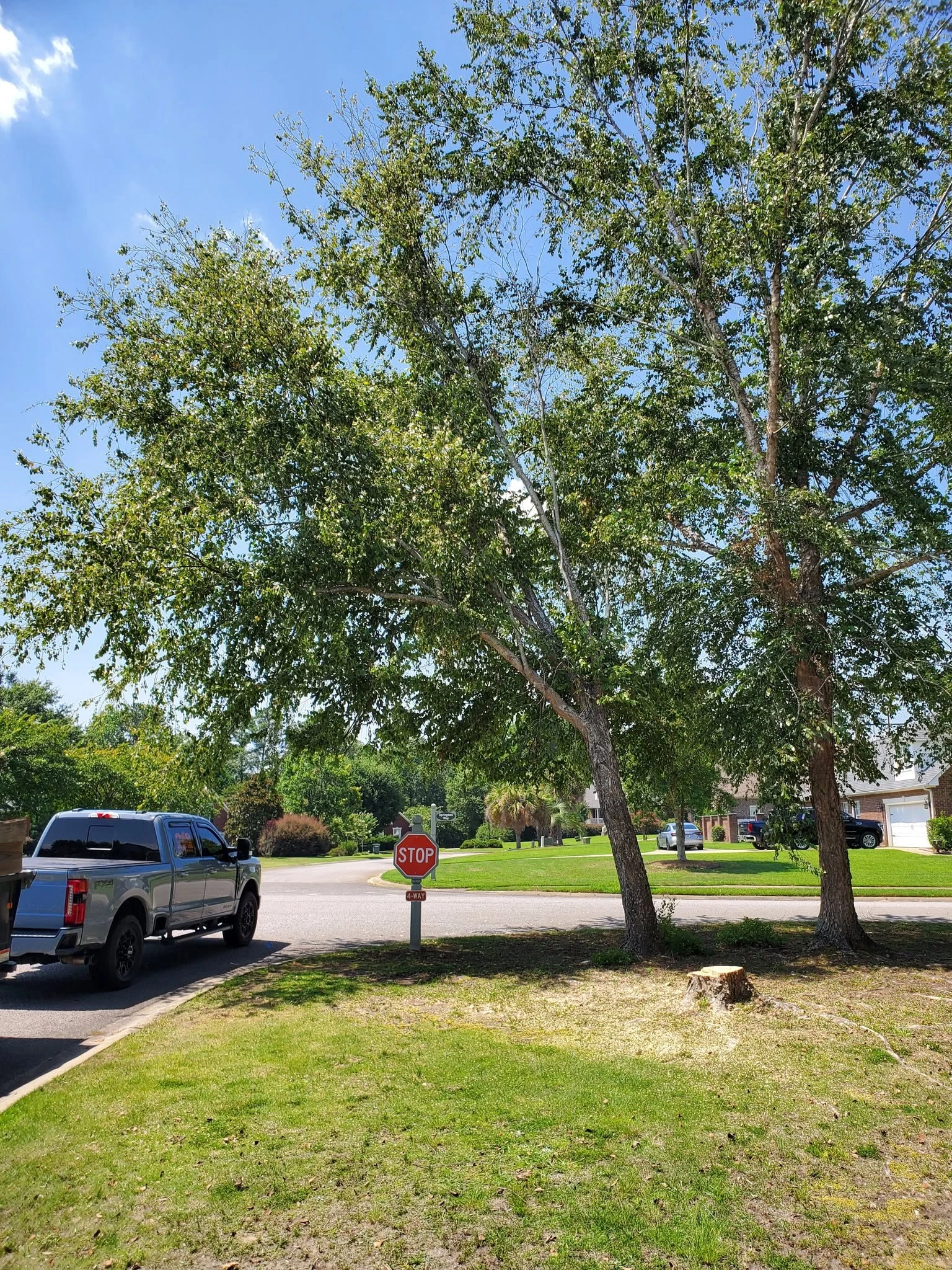 River birch cut stump stop sign corner lot cayce