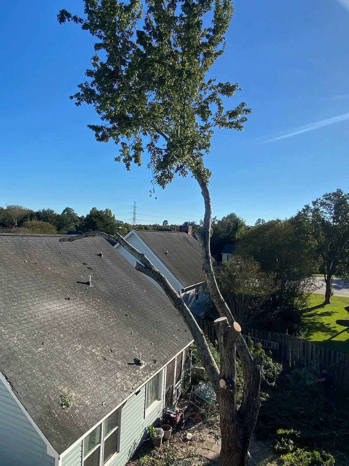 Rooftop view partially removed tree fresh cut limbs over gra