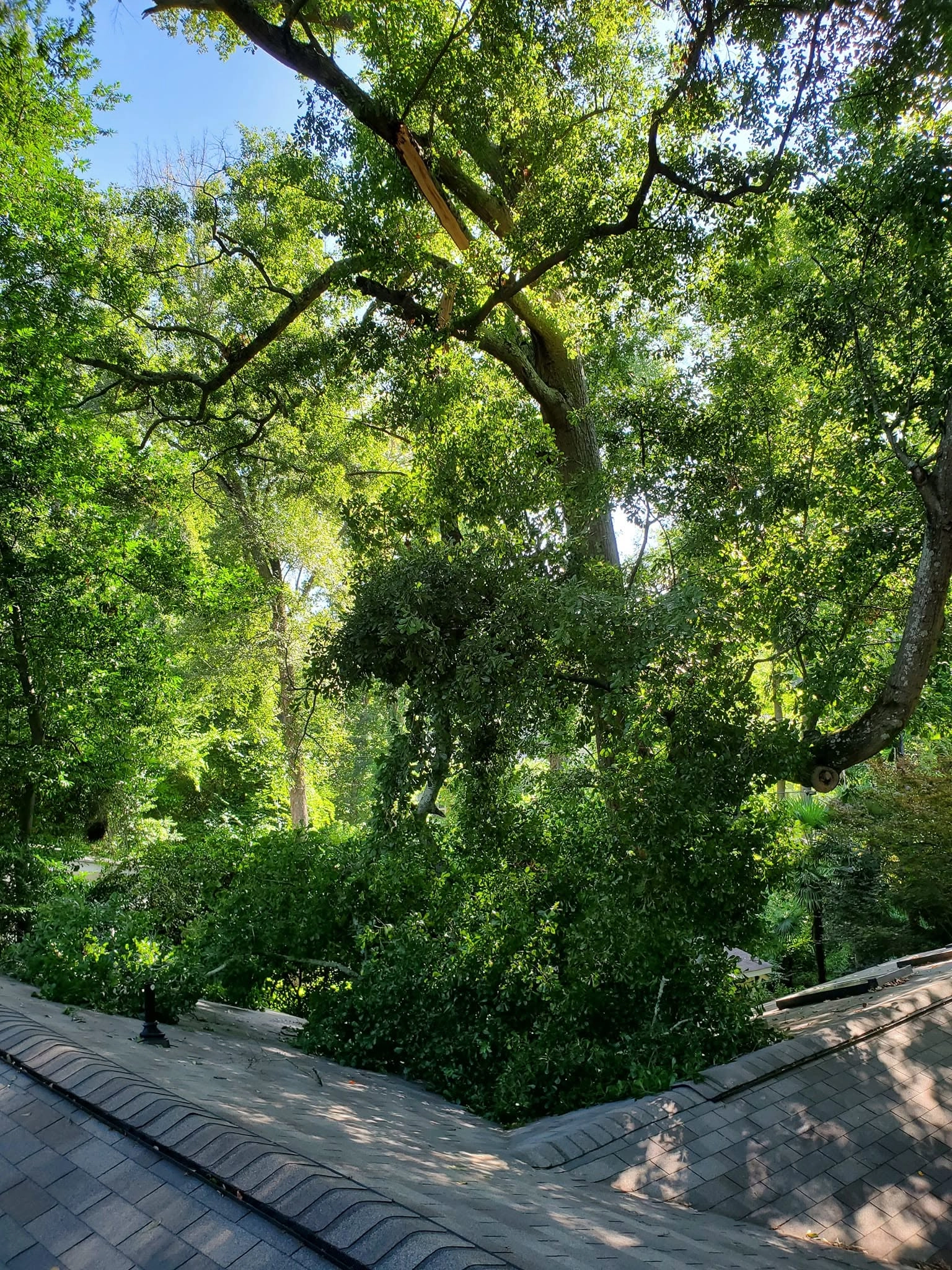 Snapped oak limb fallen on gray shingle roof valley rooftop 