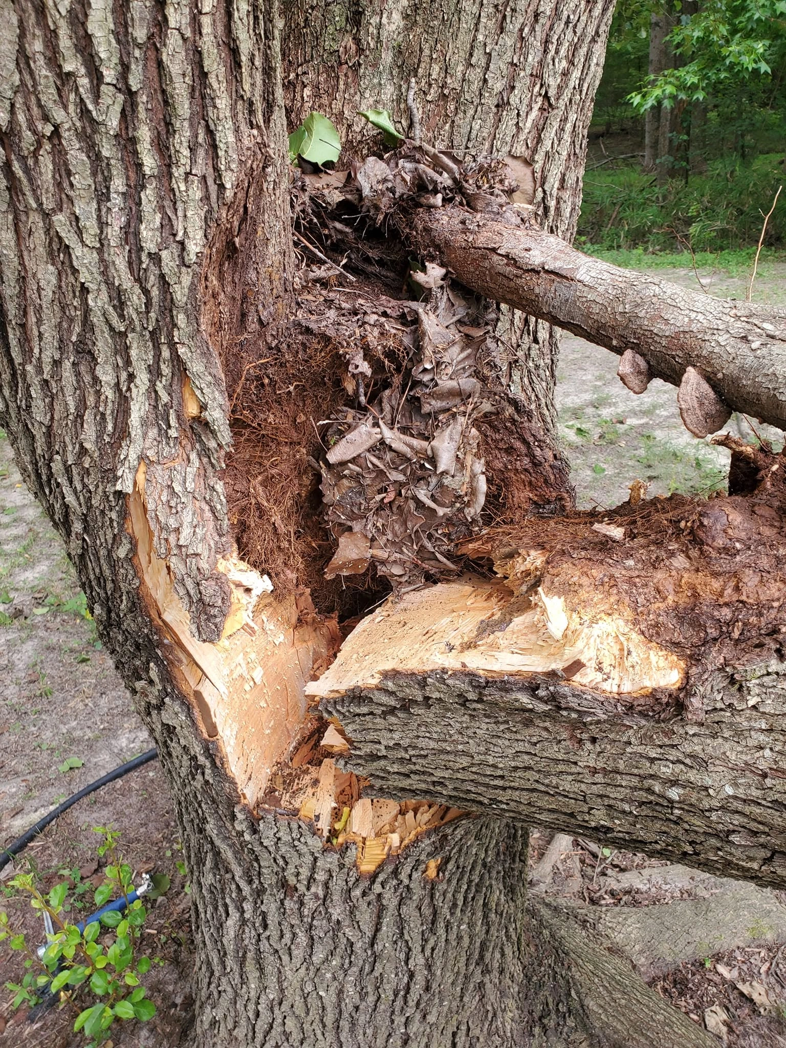 Split oak codominant crotch decay debris wooded lot cayce sc