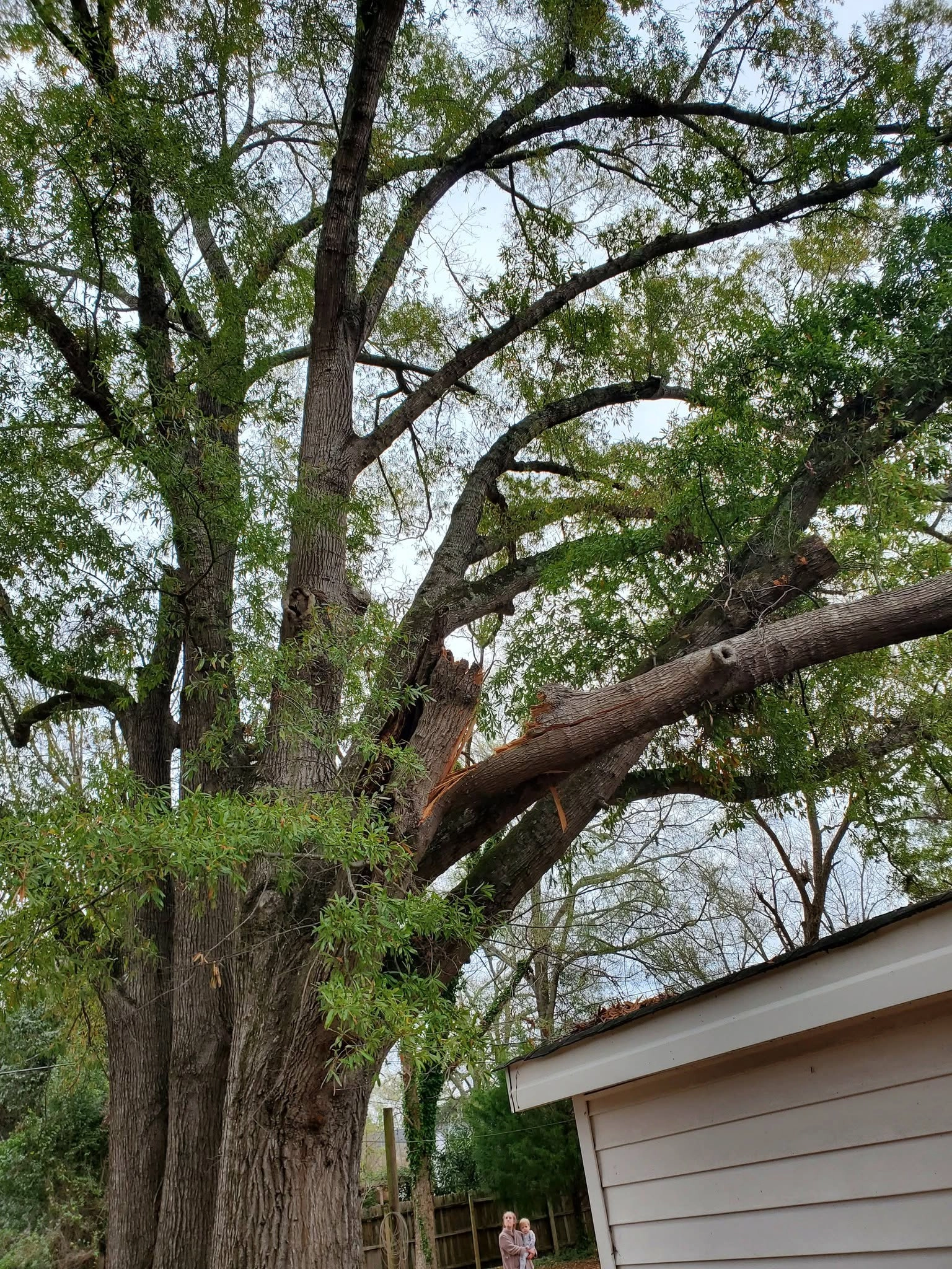 Split oak limb resting on shed roof wood fence cayce sc