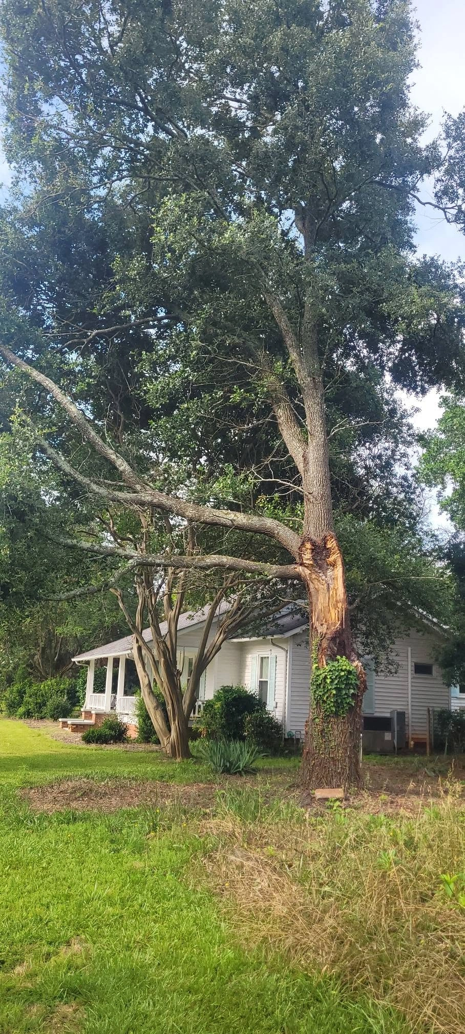 Split trunk oak ivy white farmhouse porch lawn cayce sc