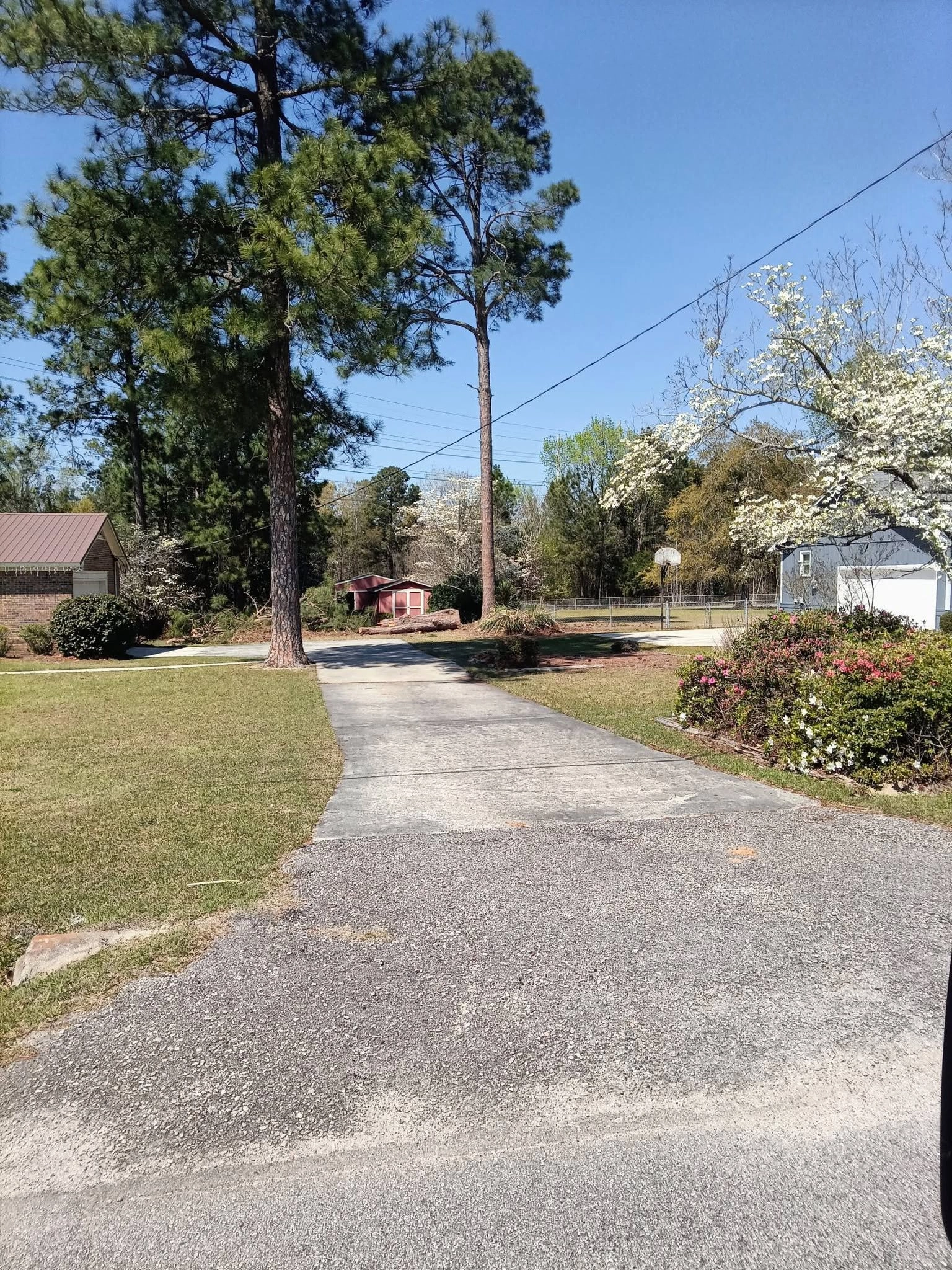 Spring dogwood azaleas driveway felled pine log cayce