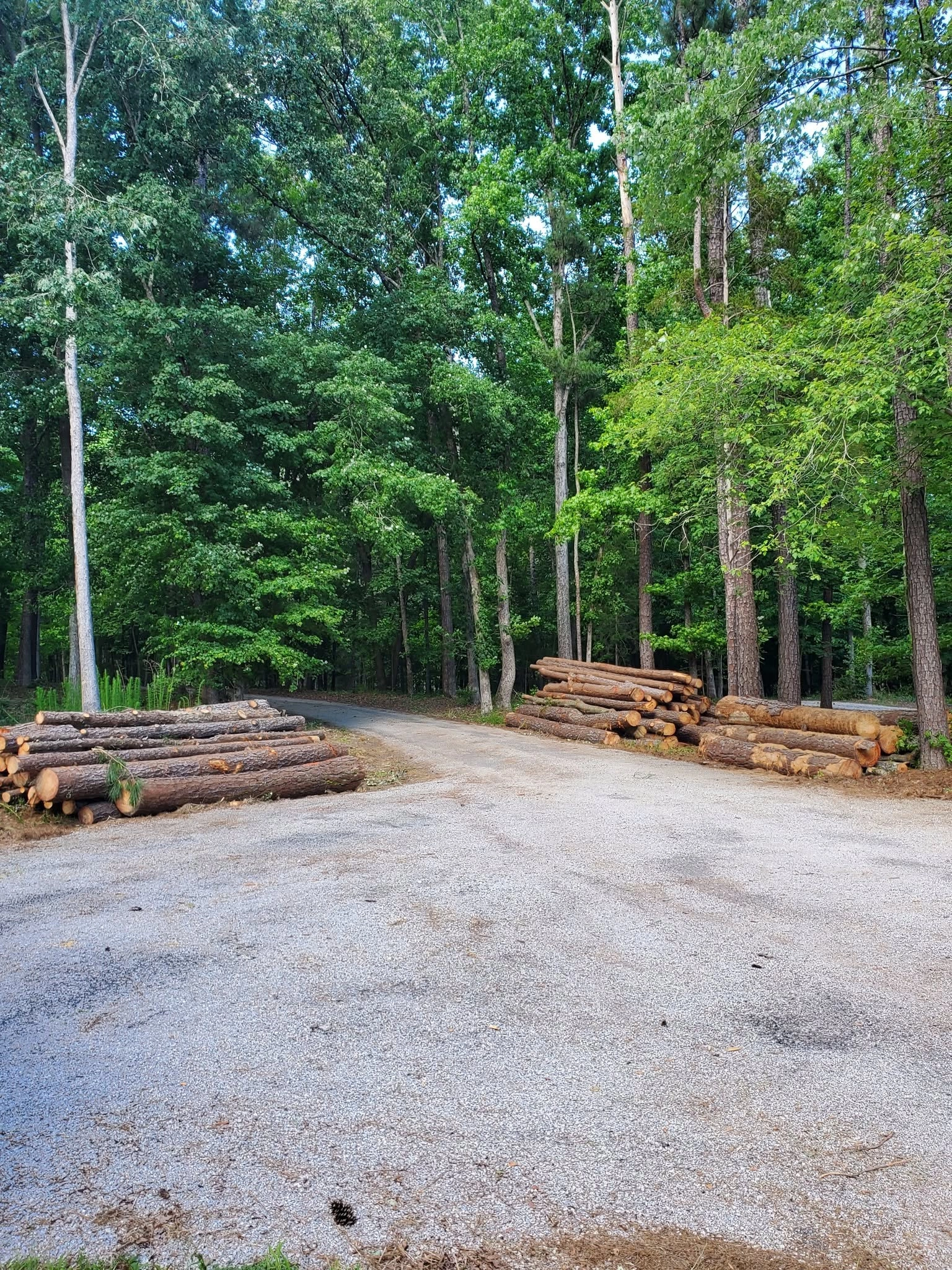 Stacked pine logs both sides gravel drive wooded lot cayce s