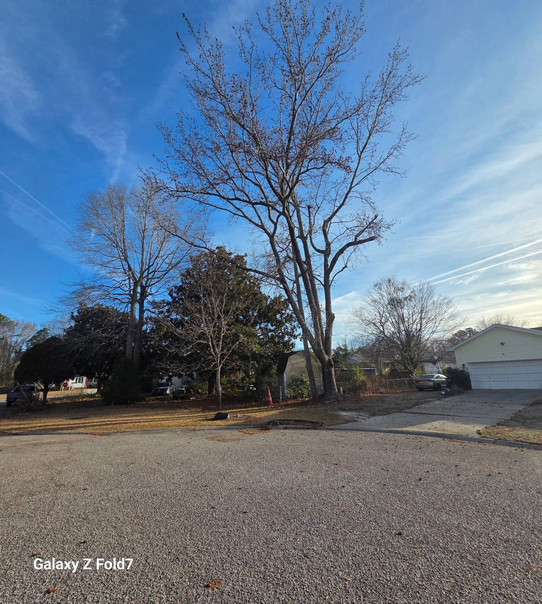 Tall bare hardwood corner lot yellow garage magnolia cayce s