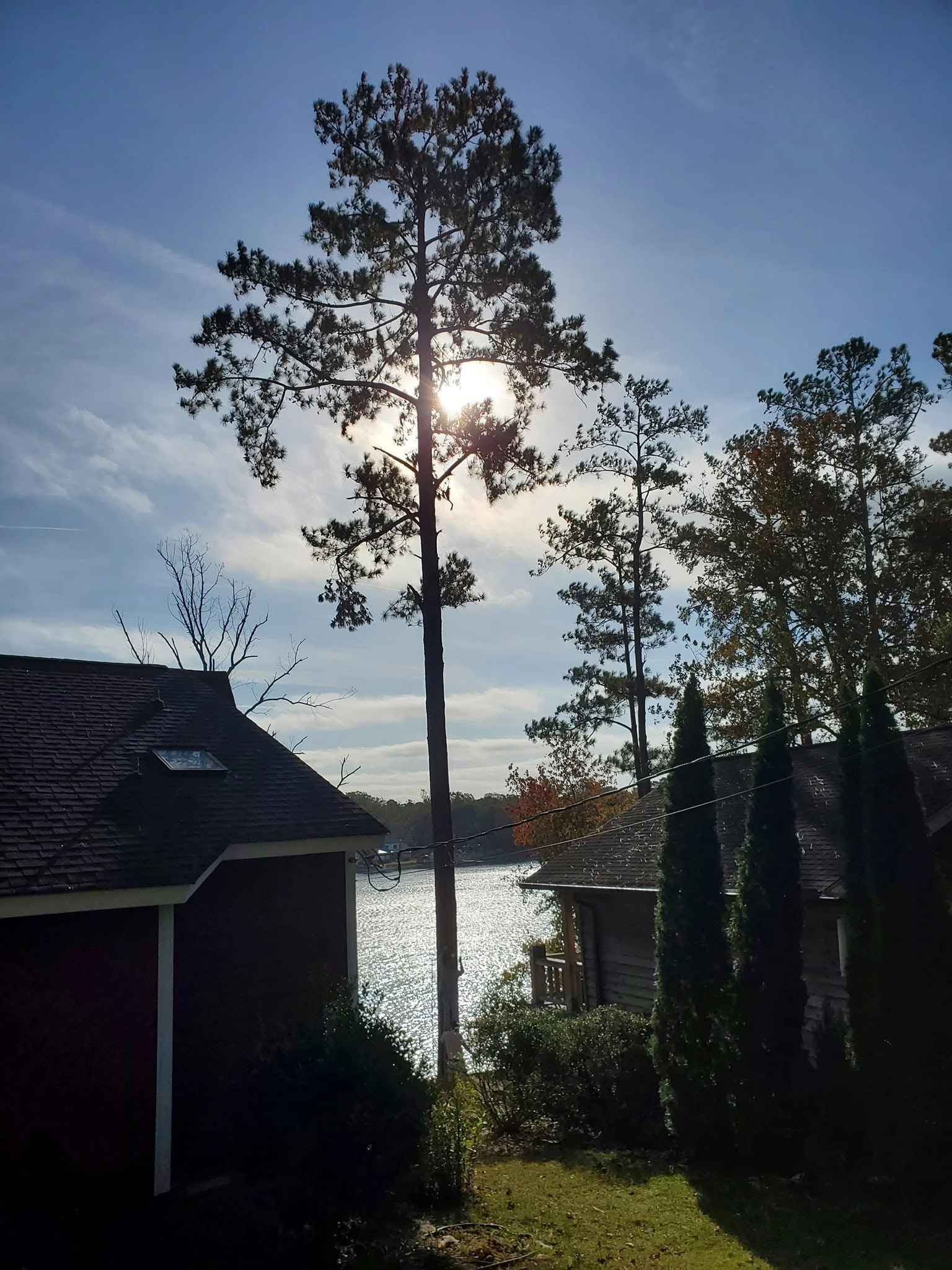 Tall lakeside pine backlit sun between cottages cypress hedg