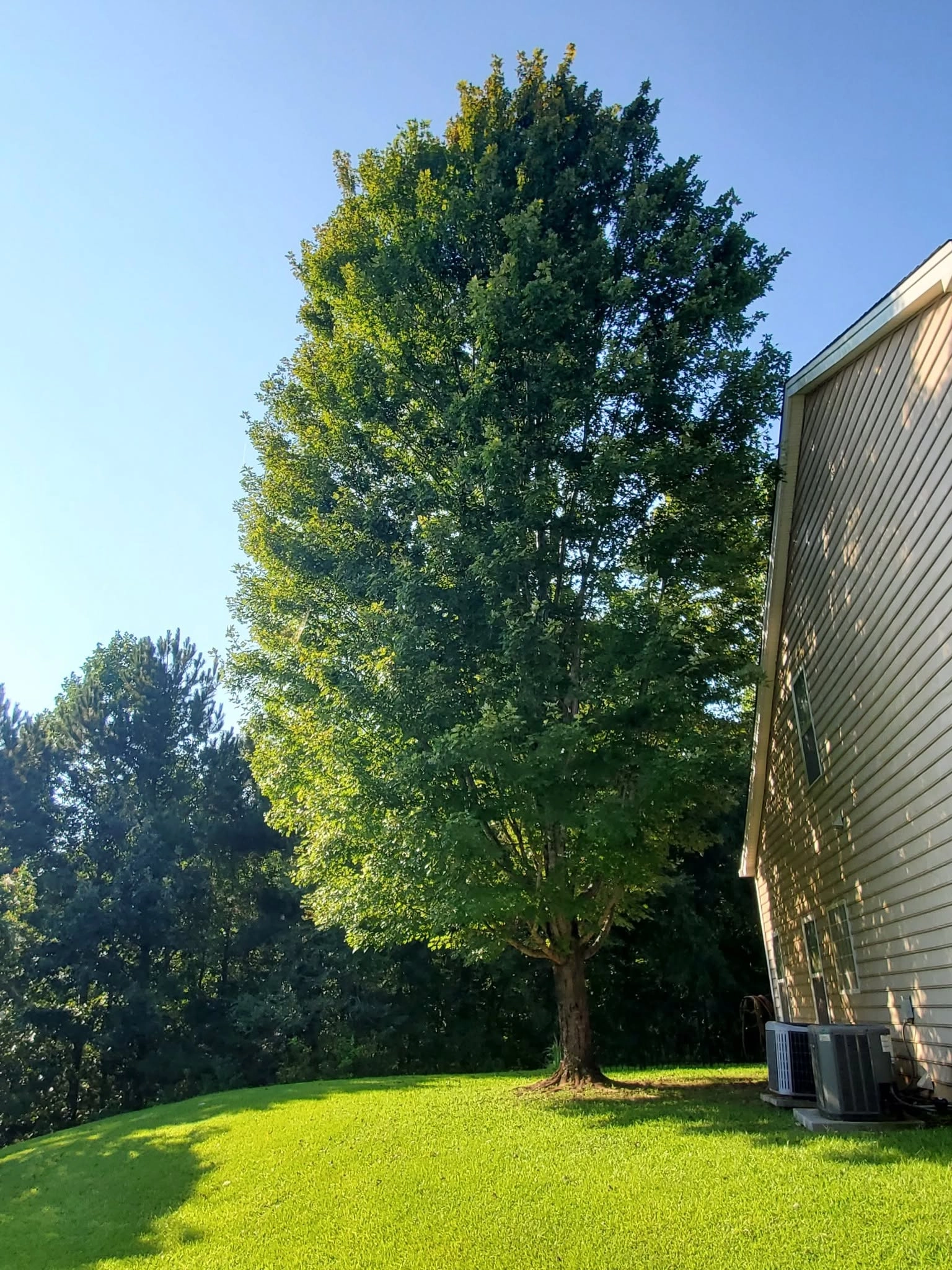 Tall leafy maple beside tan siding house ac units side yard 