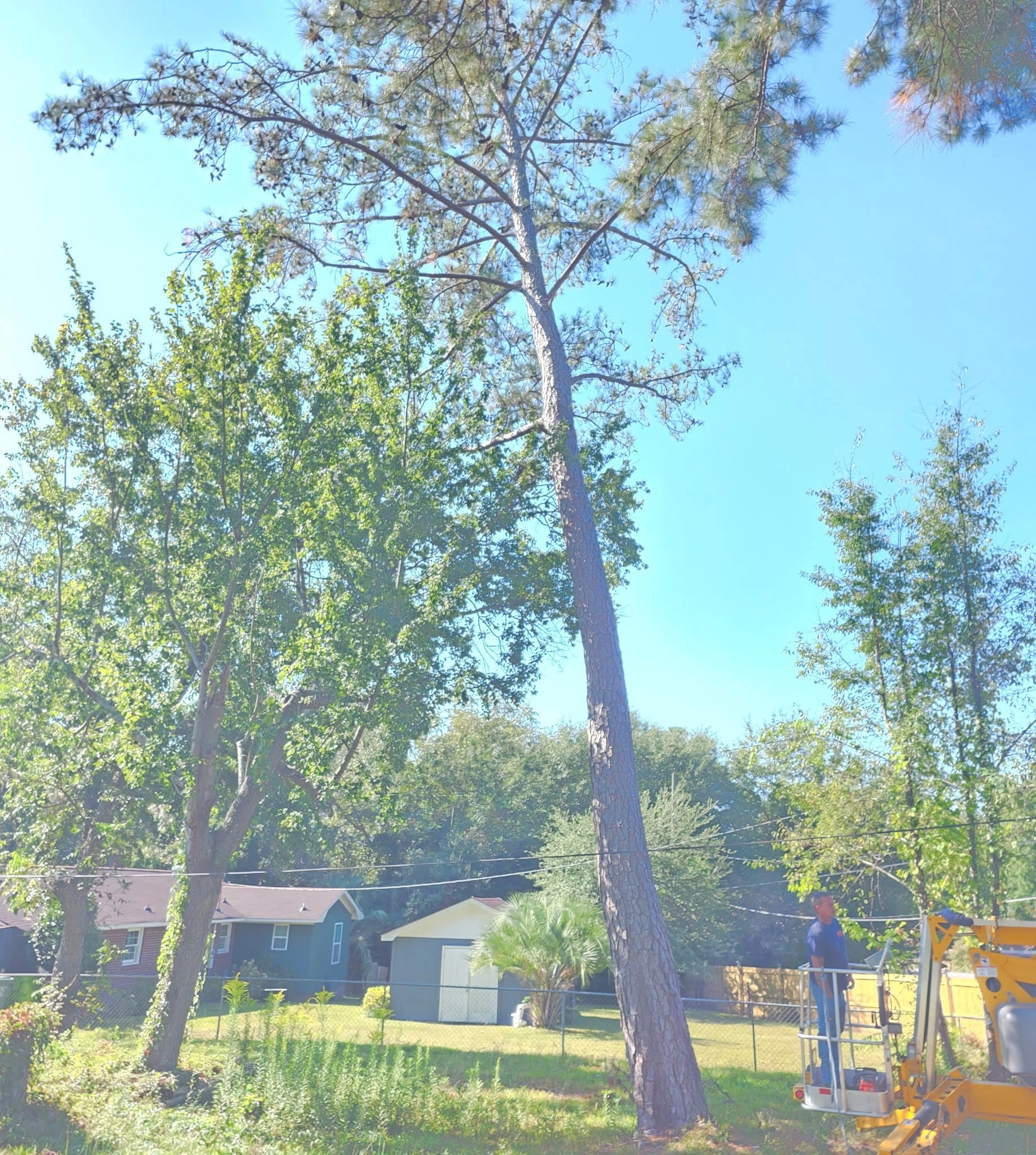 Tall leaning pine worker yellow lift basket fence line blue 