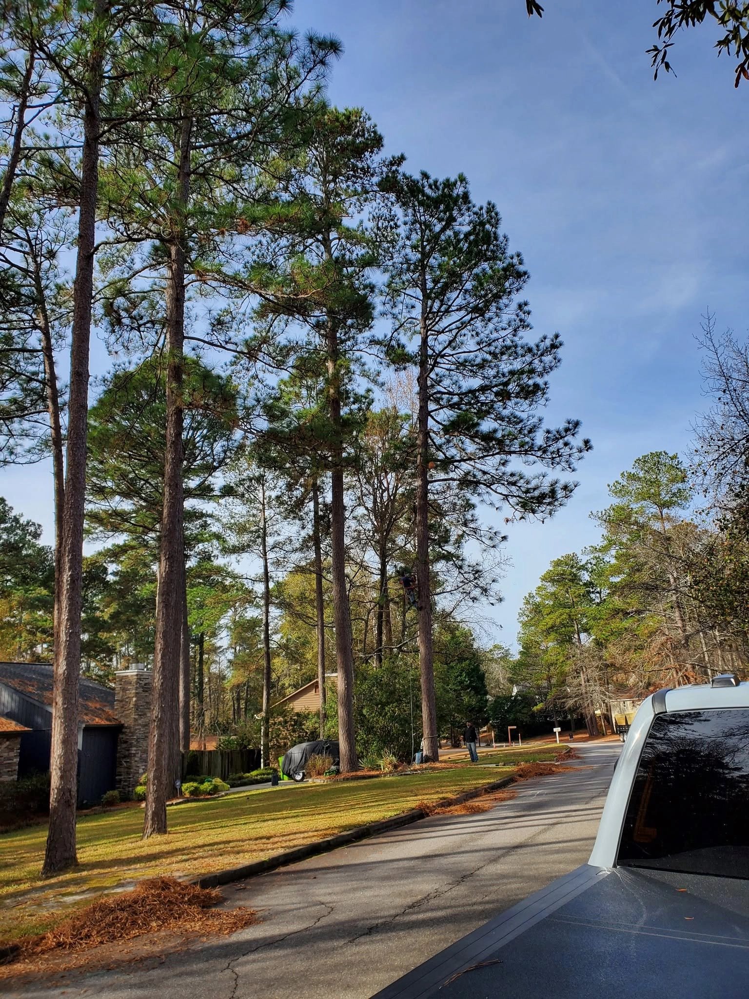 Tall loblolly pines stone chimney house residential street c