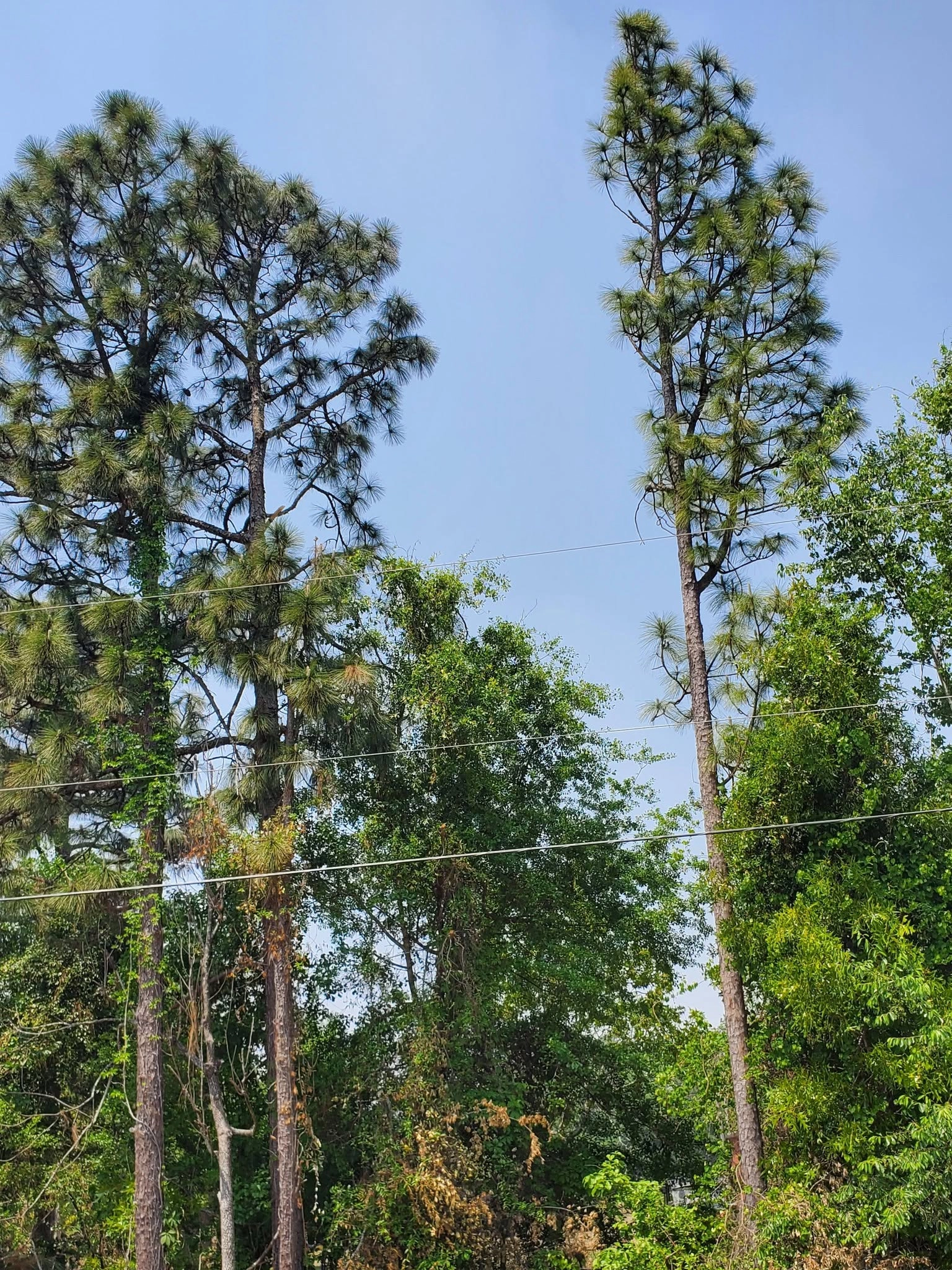 Tall loblolly pines utility lines wooded lot cayce sc