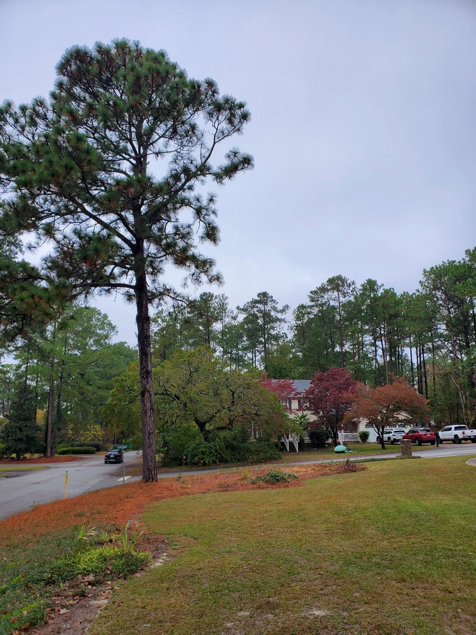 Tall longleaf pine corner lot red maple street intersection 
