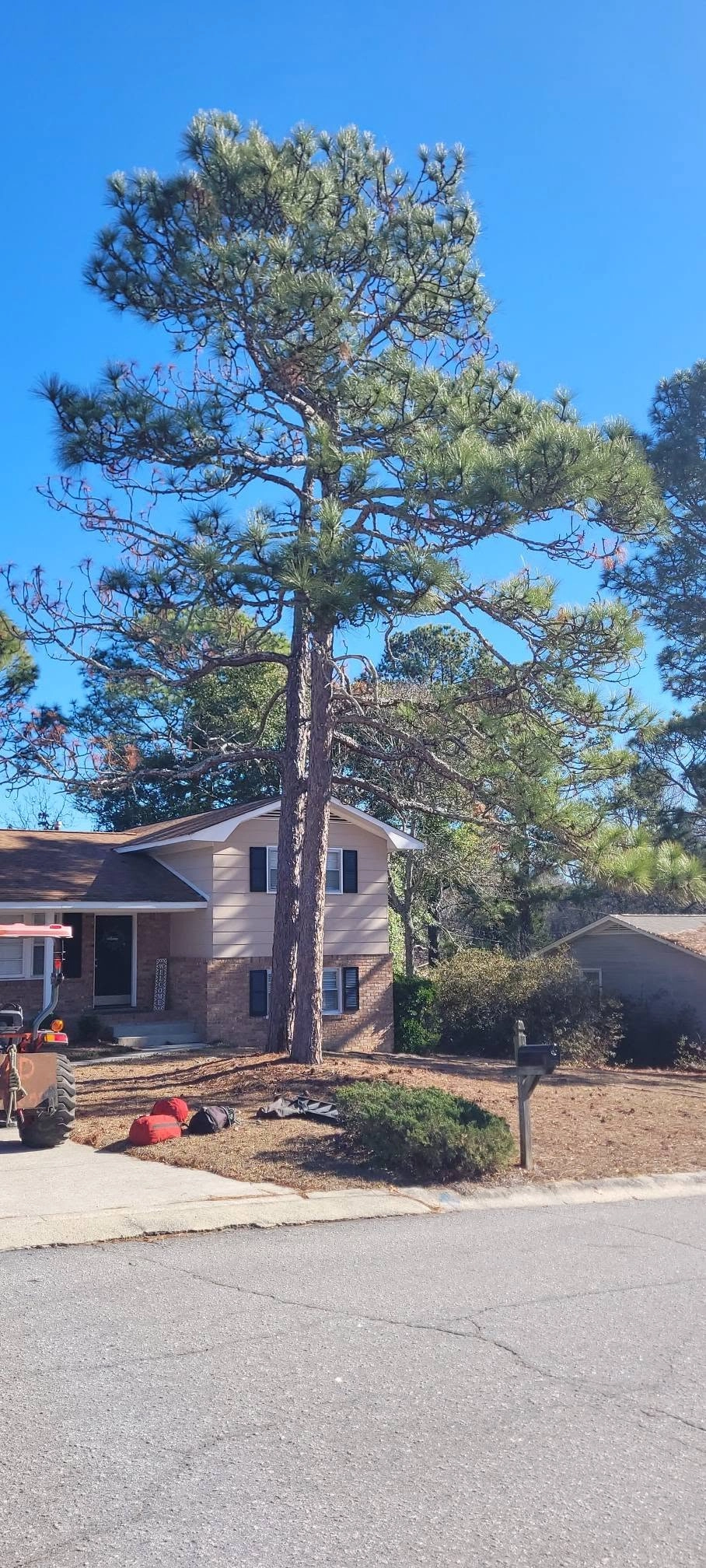 Tall pine front yard split level brick house mailbox street 