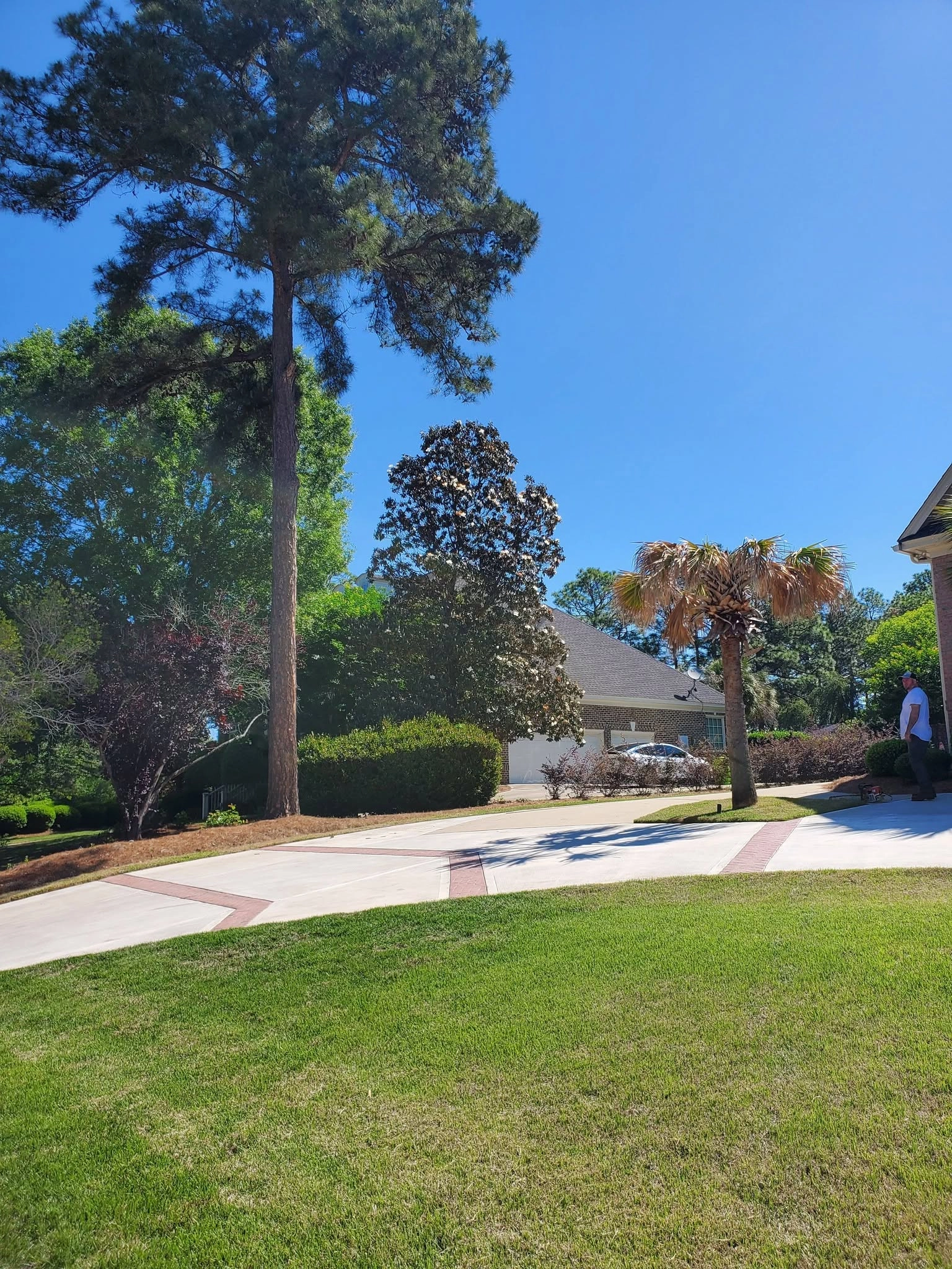 Tall pine magnolia brick inlay driveway sabal palm cayce sc