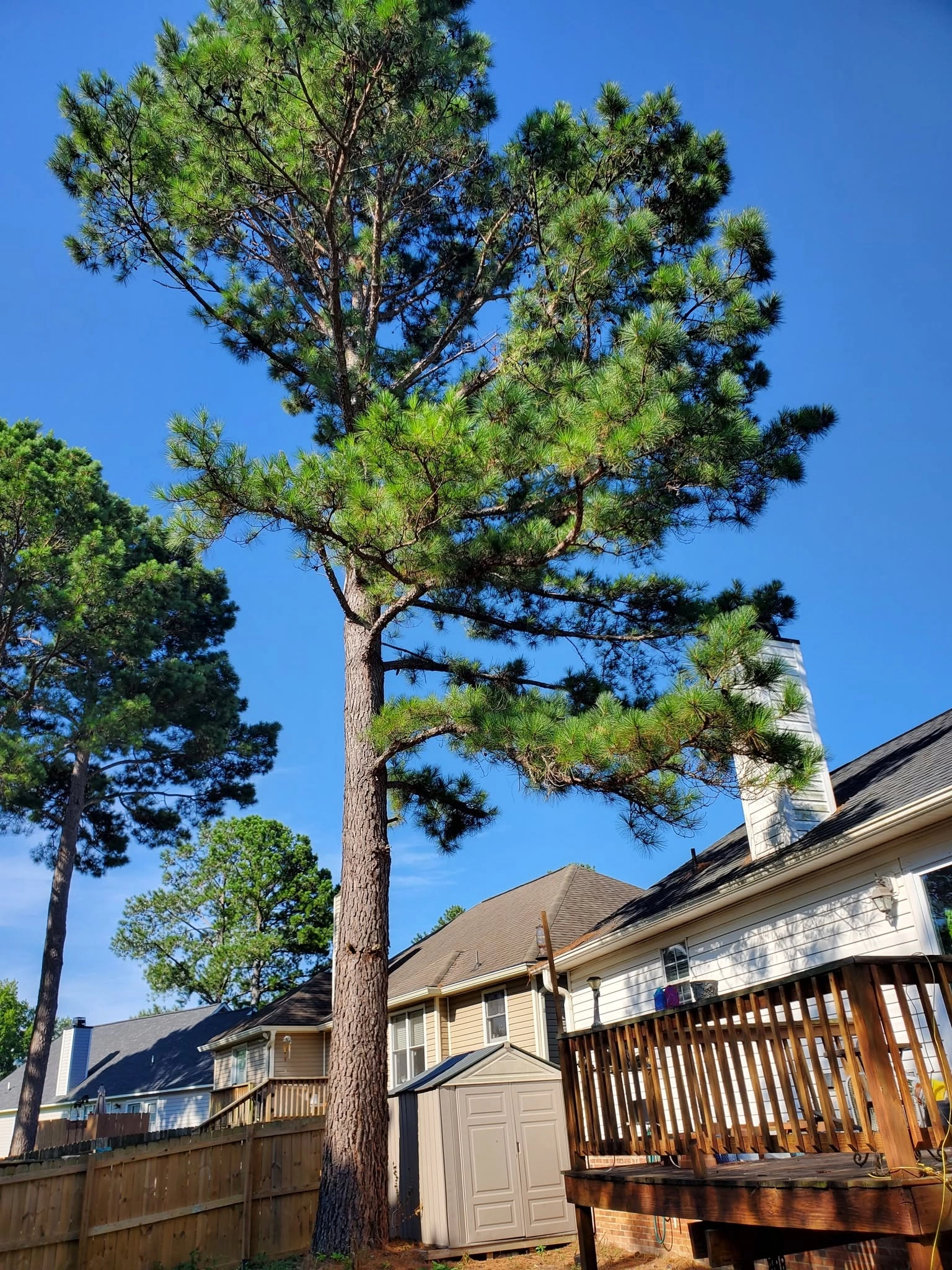 Tall pine over wood deck storage shed backyard fence cayce