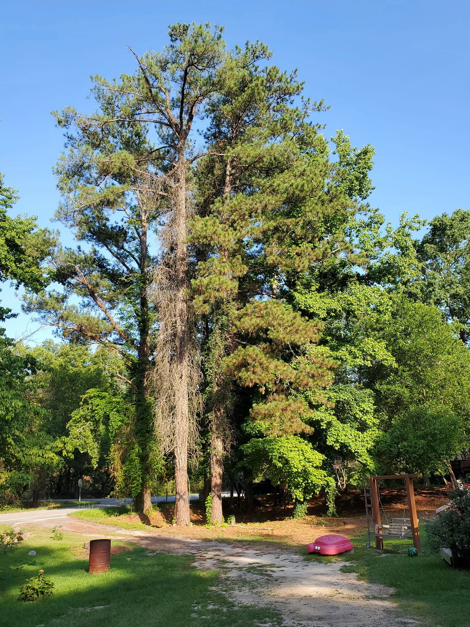 Tall pines vine covered trunks sandy driveway swing set west