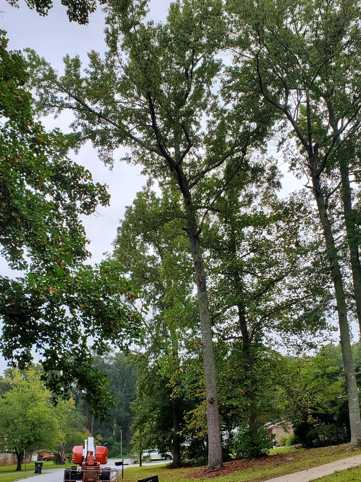 Tall tulip poplar trunks street lamp post orange lift neighb