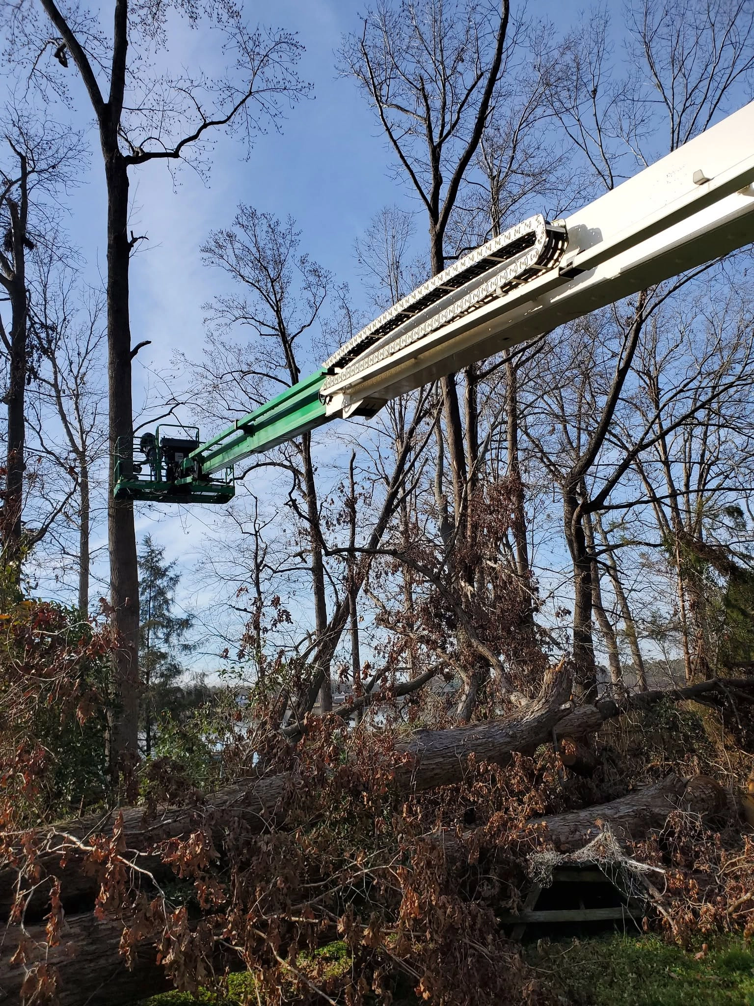 Telescopic boom lift bucket extended over fallen oak logs la