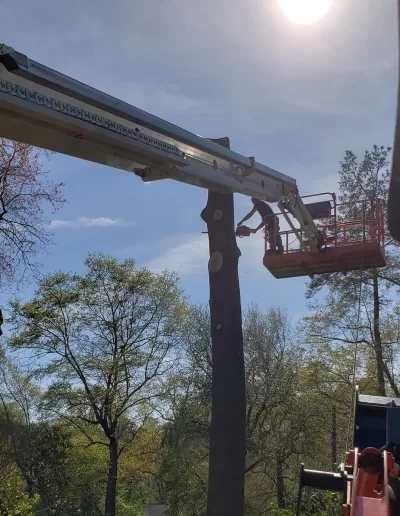 Telescopic boom lift worker cutting limbed trunk lexington s