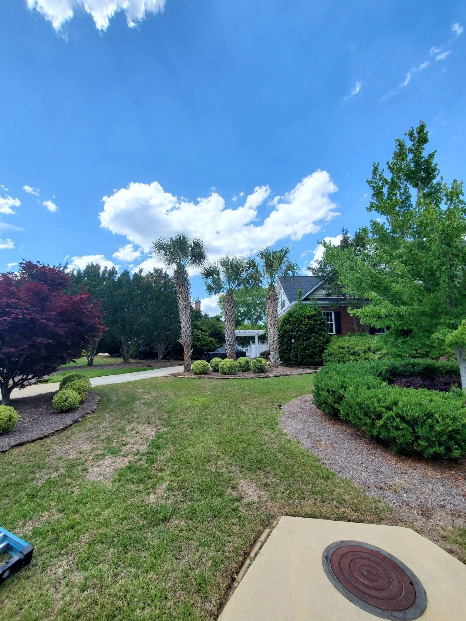 Three sabal palms brick house japanese maple septic lid cayc