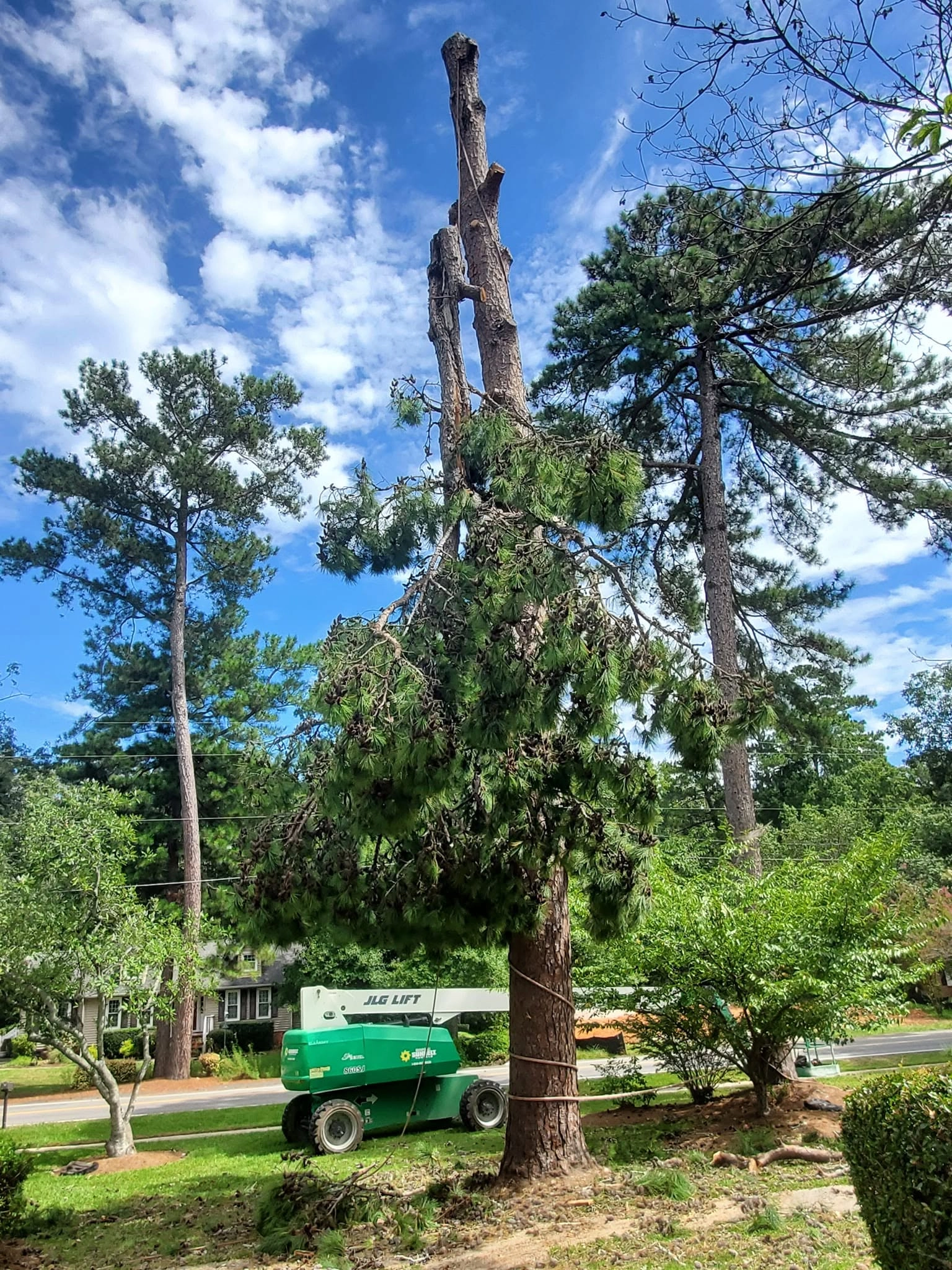 Topped pine cut branches hanging green jlg boom lift front y