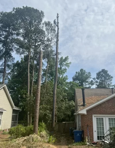 Topped pine spar between brick house and siding cayce sc