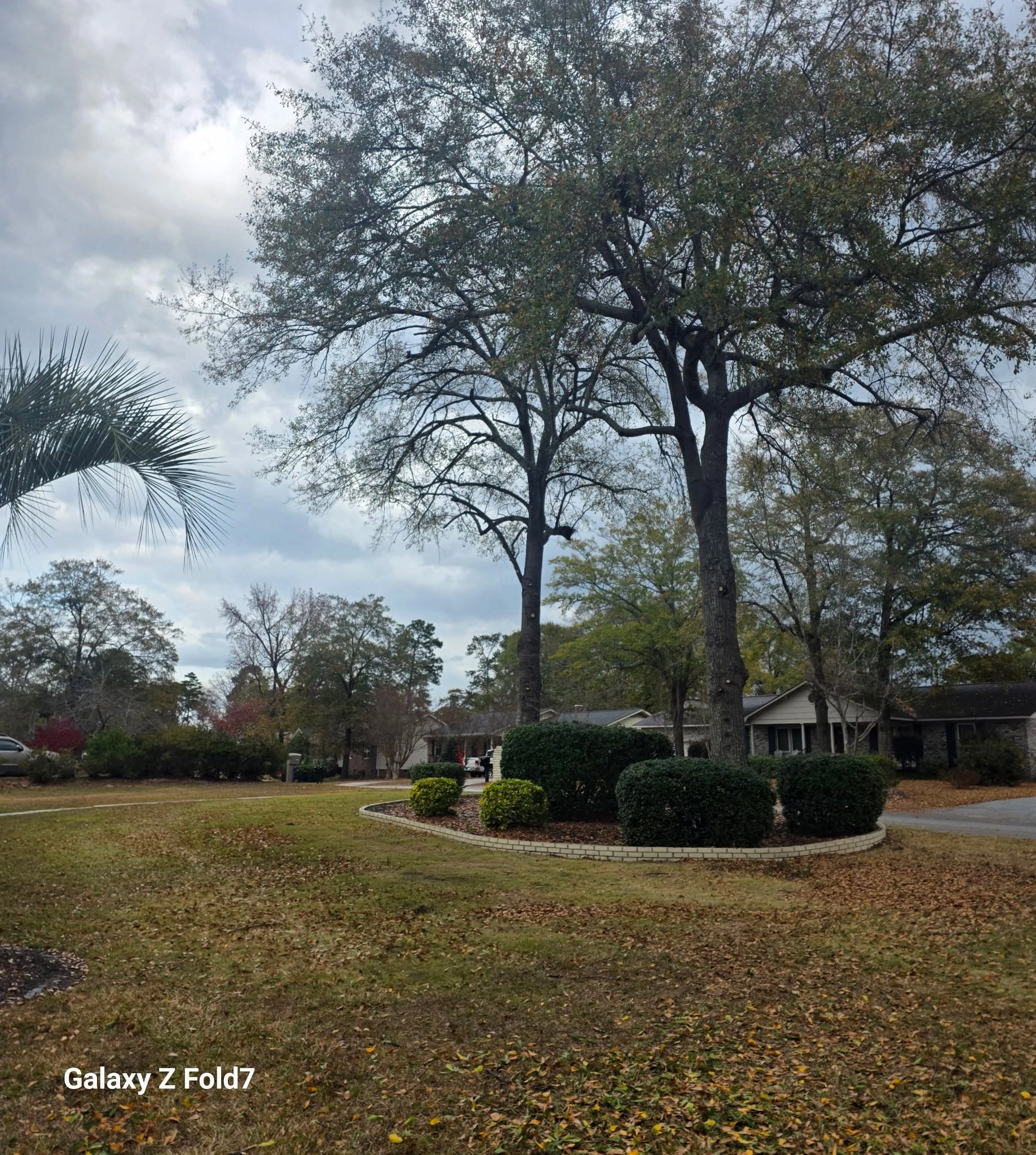 Two oaks brick edged shrub bed front lawn palmetto frond cay