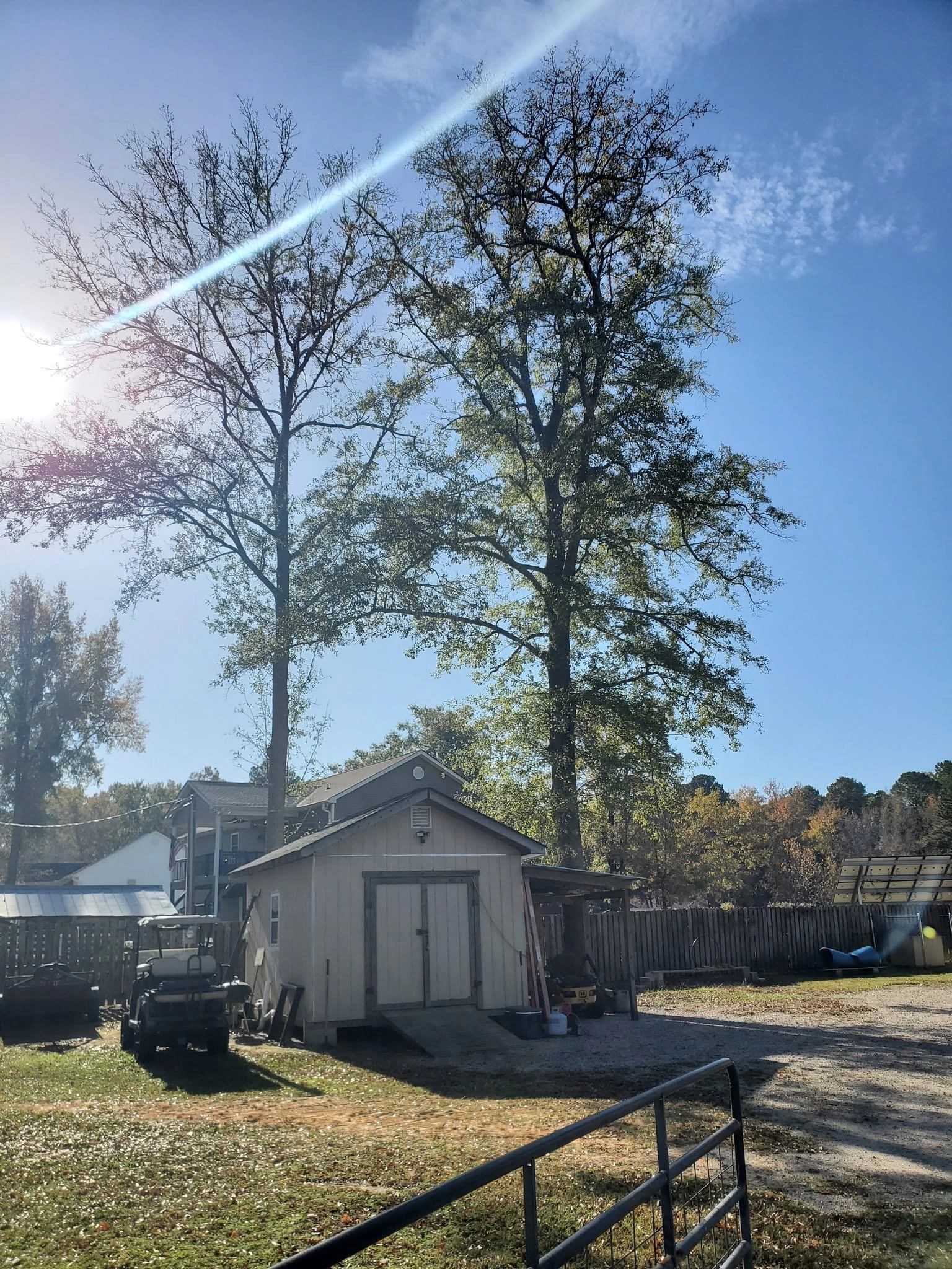 Two tall hardwoods behind storage shed golf cart metal gate 